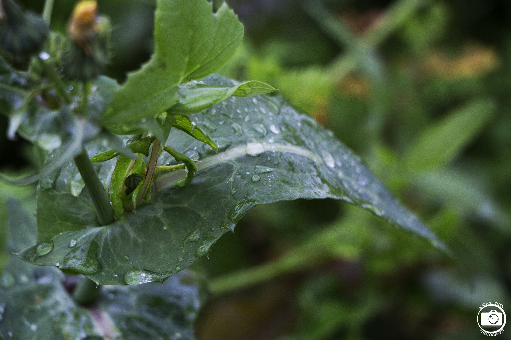 Canon EOS 1200D (EOS Rebel T5 / EOS Kiss X70 / EOS Hi) sample photo. Leaf photography