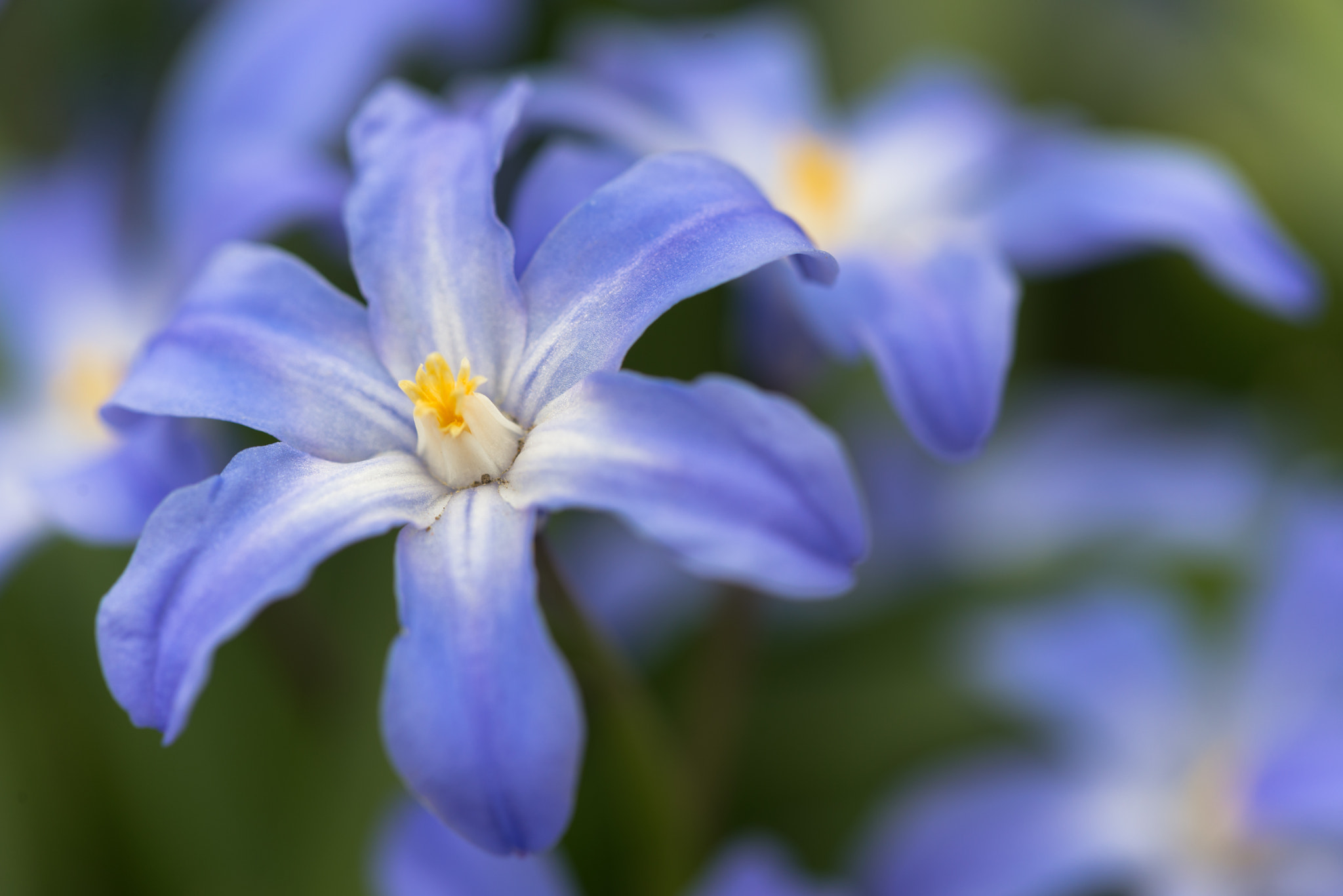 Sigma 150mm F2.8 EX DG Macro HSM sample photo. Blue photography