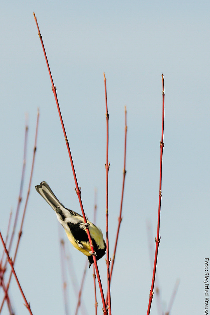 Canon EOS-1D X Mark II sample photo. Great tit photography