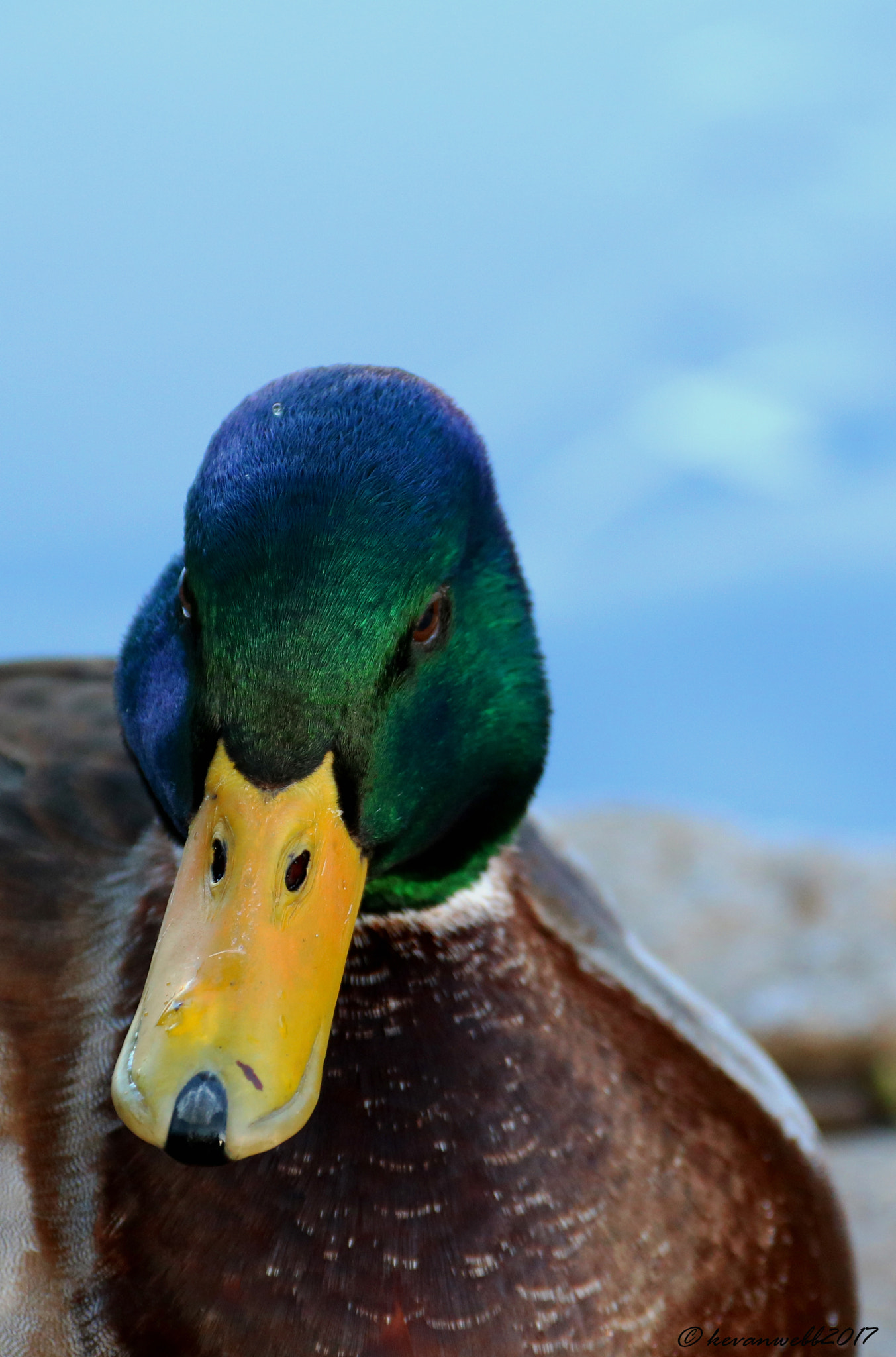 Canon EOS 760D (EOS Rebel T6s / EOS 8000D) sample photo. I`m looking at you ! photography