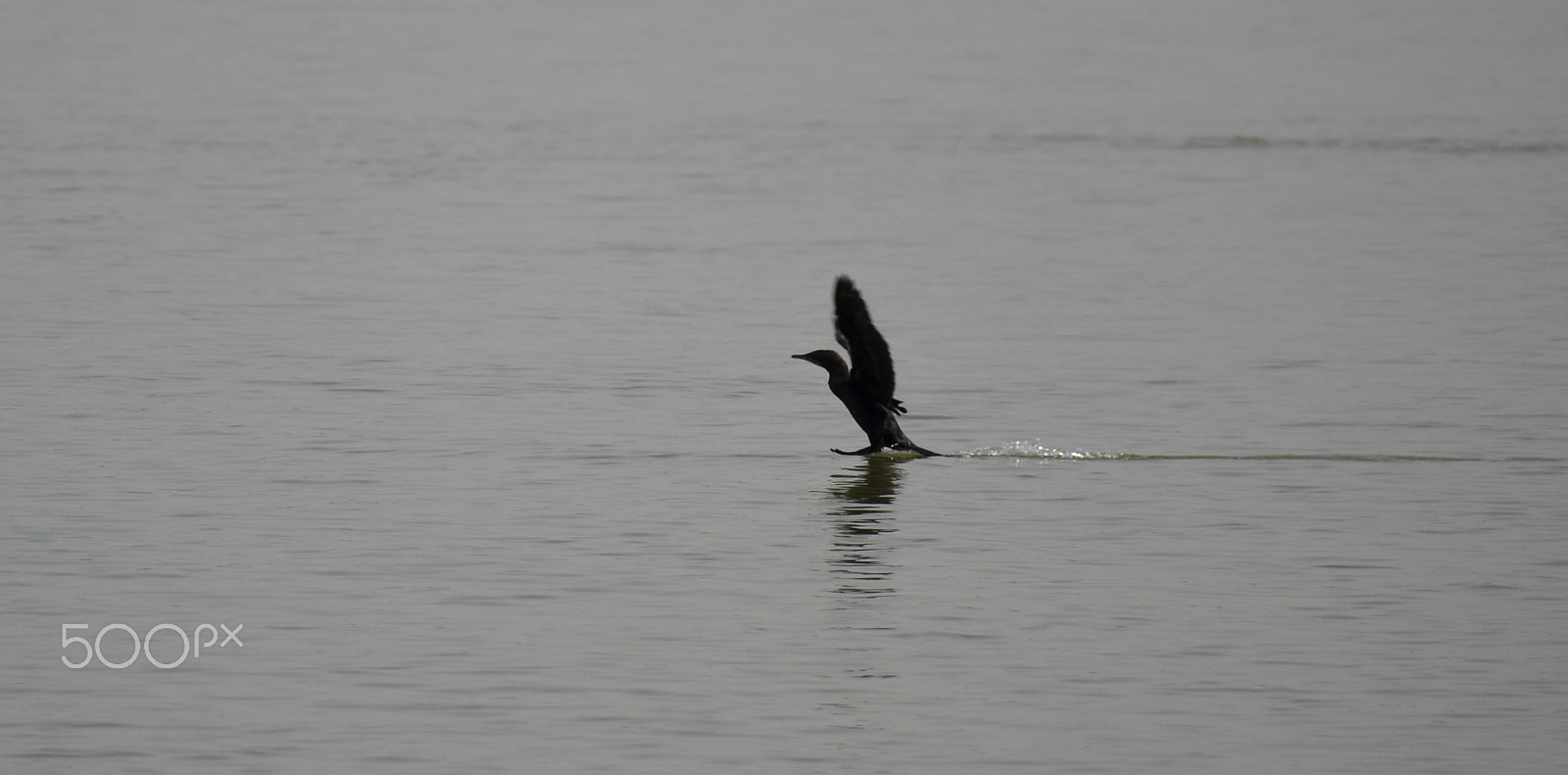 Nikon D5200 + Sigma 70-300mm F4-5.6 DG OS sample photo. Little black cormorant photography