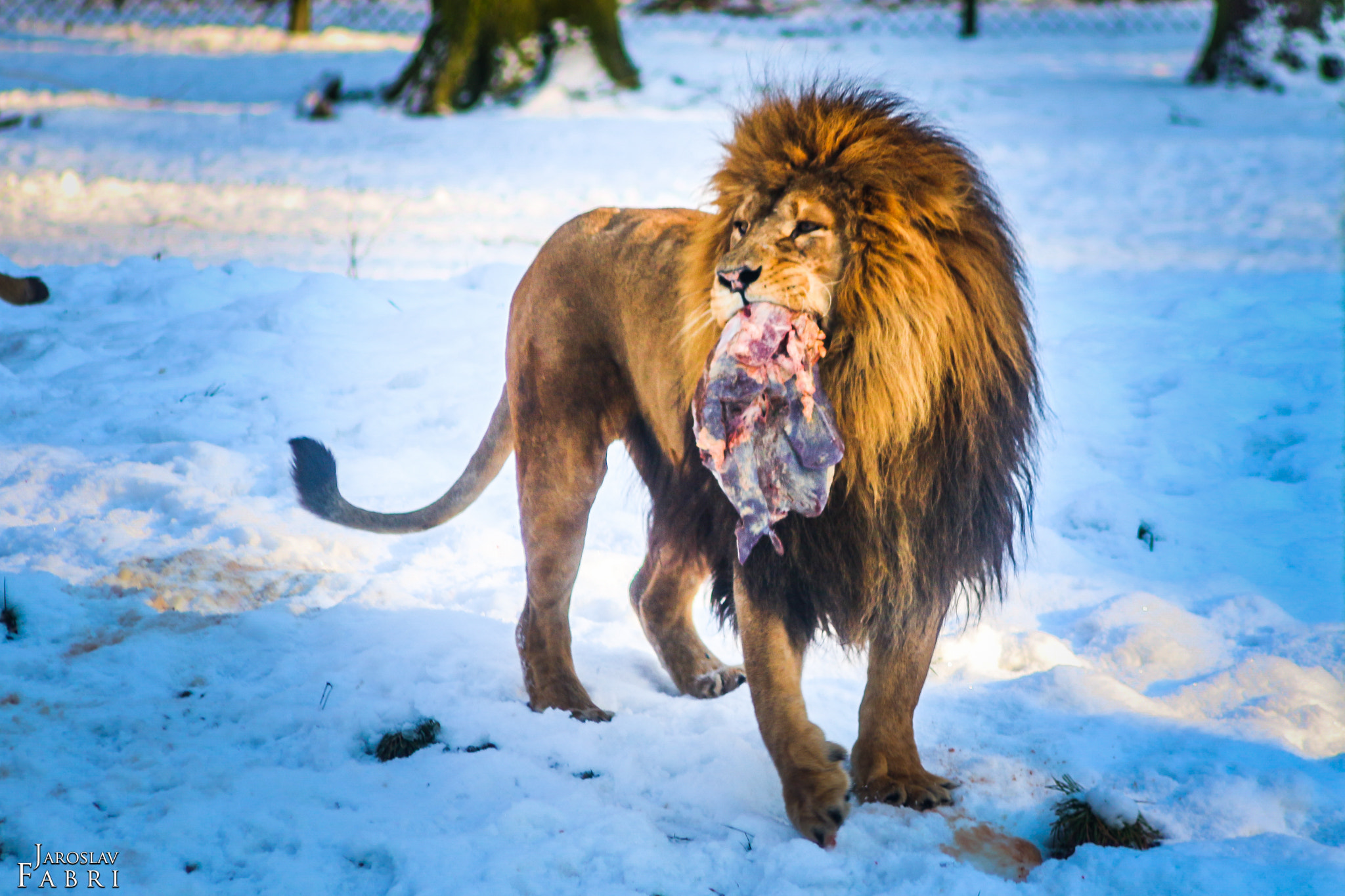 Canon EOS 700D (EOS Rebel T5i / EOS Kiss X7i) + Canon EF 70-210mm f/4 sample photo. Burger zoo arnheim photography