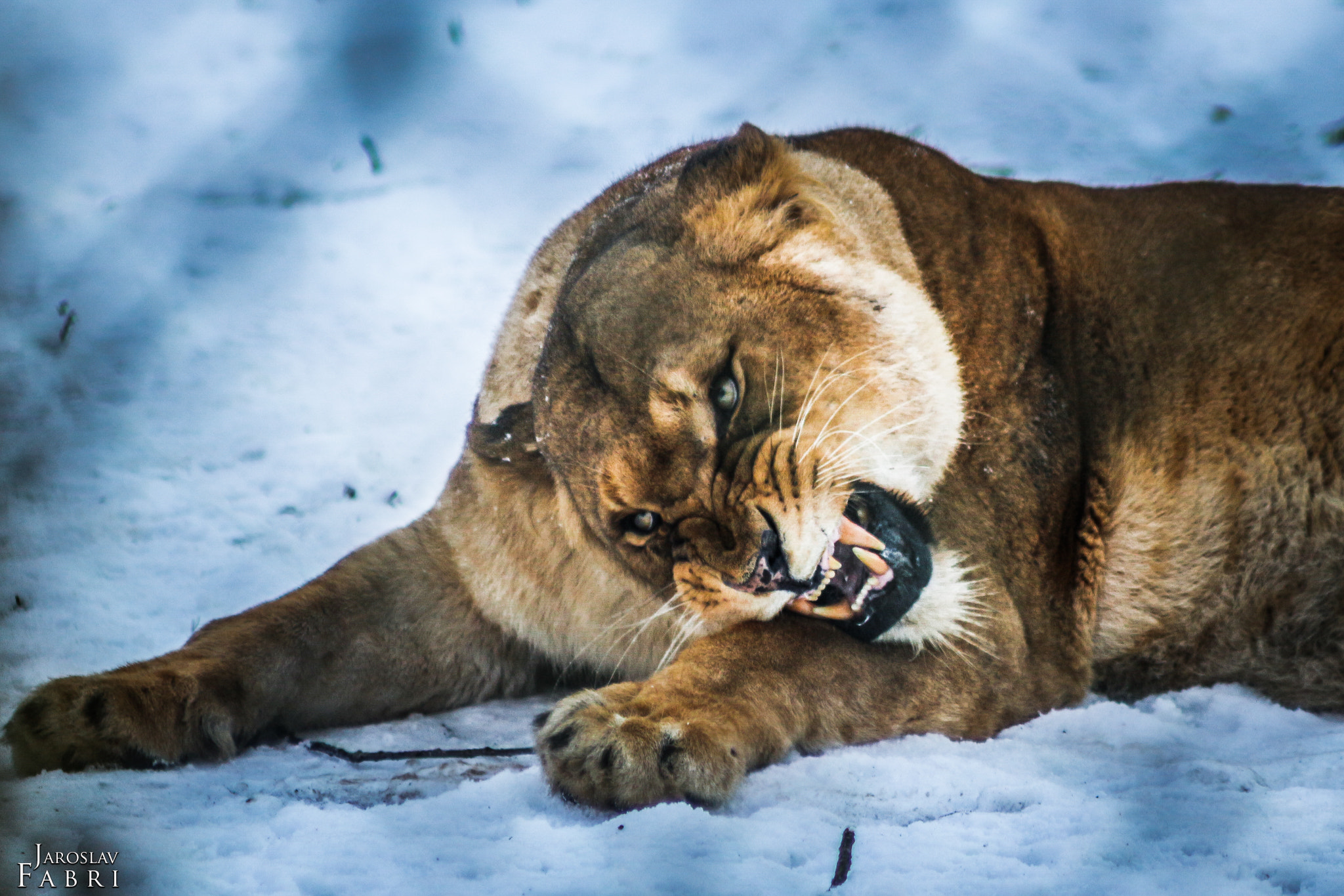 Canon EOS 700D (EOS Rebel T5i / EOS Kiss X7i) + Canon EF 70-210mm f/4 sample photo. Burger zoo arnheim photography