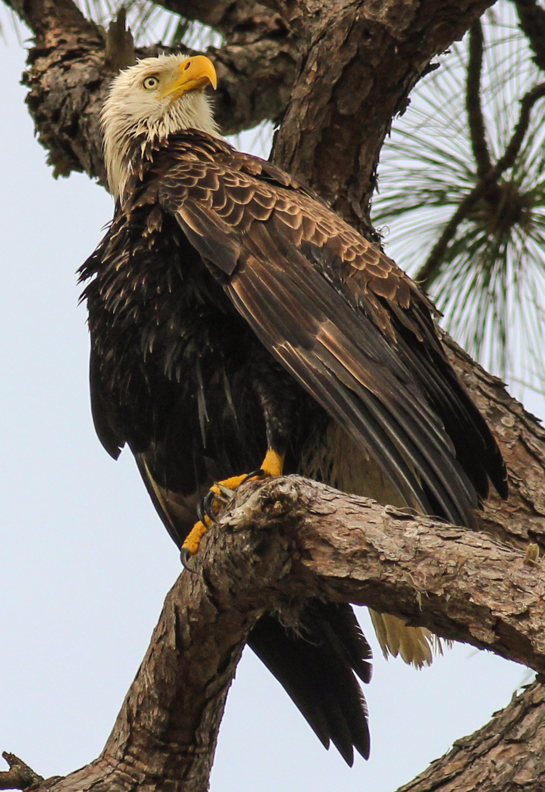 Canon EOS 600D (Rebel EOS T3i / EOS Kiss X5) + Canon EF 400mm F5.6L USM sample photo. Proud dad photography