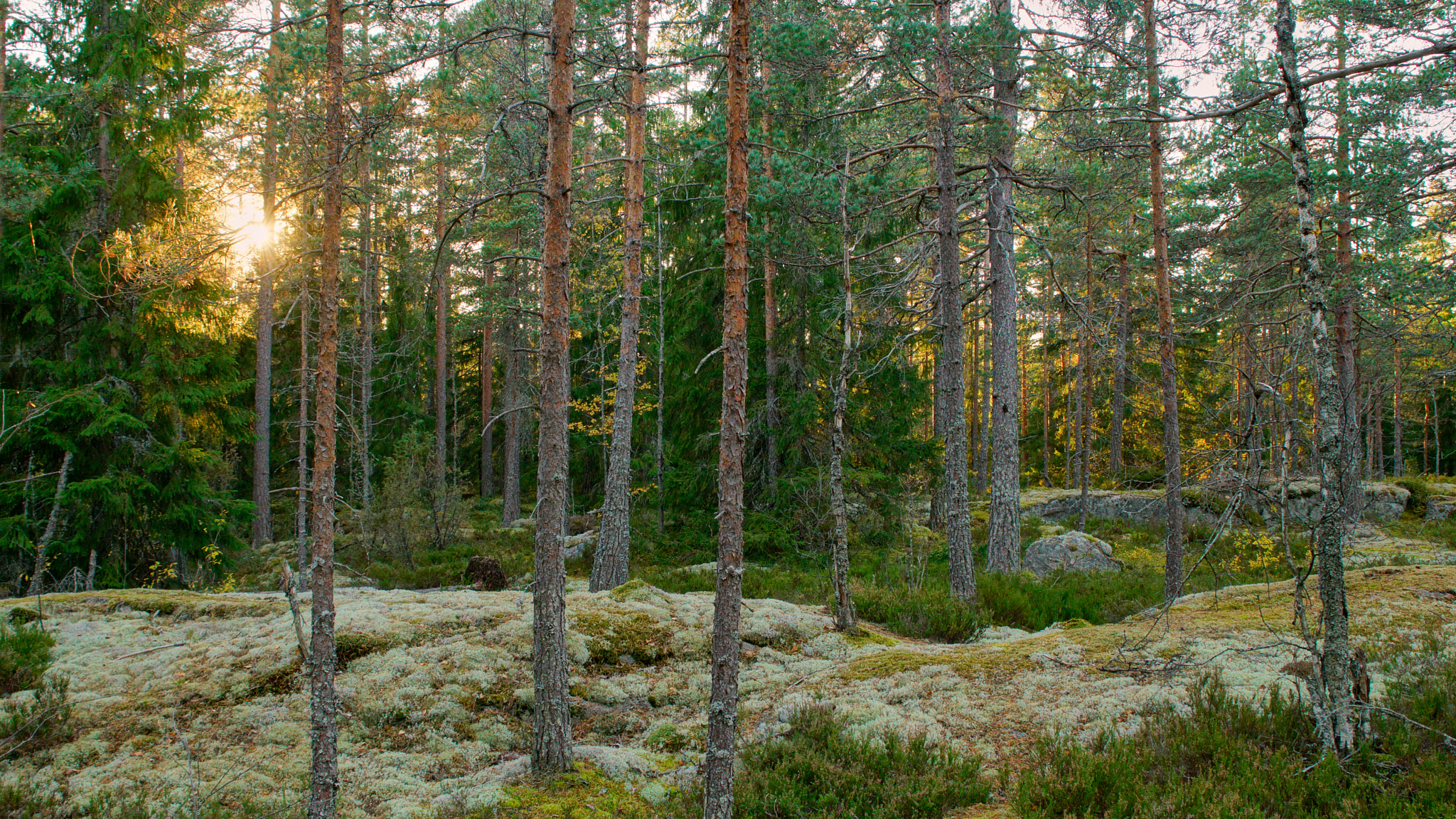 24-70mm F2.8 sample photo. Forest view photography