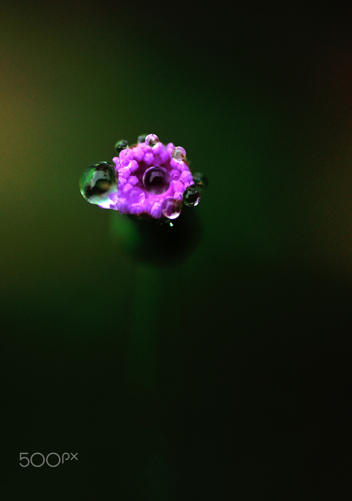 Nikon D90 + Tamron SP 90mm F2.8 Di VC USD 1:1 Macro sample photo. Flowers in the rain photography