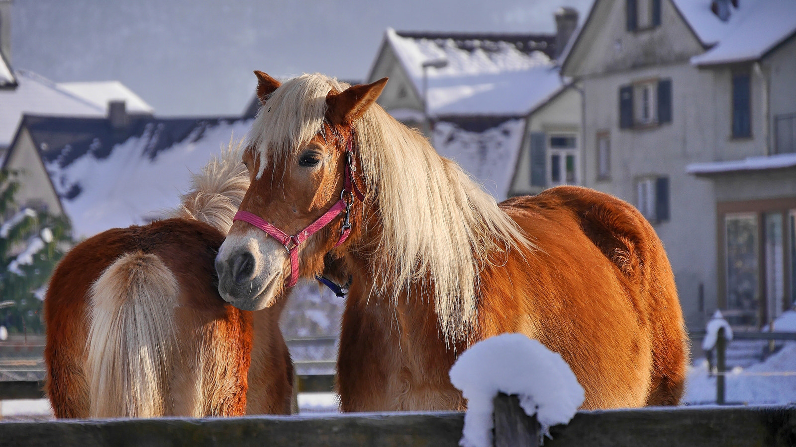 Panasonic Lumix DMC-G6 sample photo. Horses - switzerland photography
