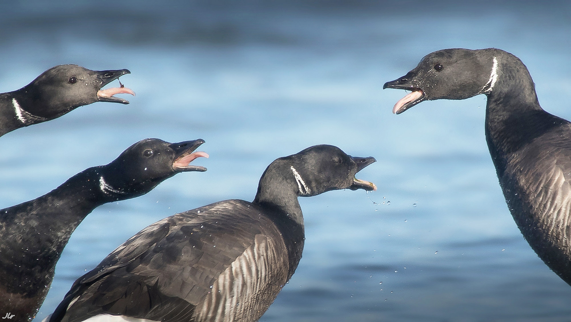 Canon EF 300mm f/2.8L + 2x sample photo. "brent gooses singers quartet" photography