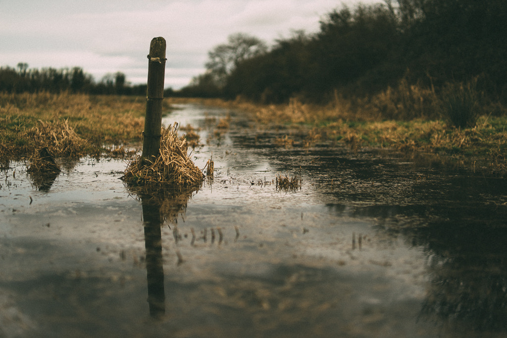 Sony a7 + E 50mm F1.4 sample photo. Winter meadow photography