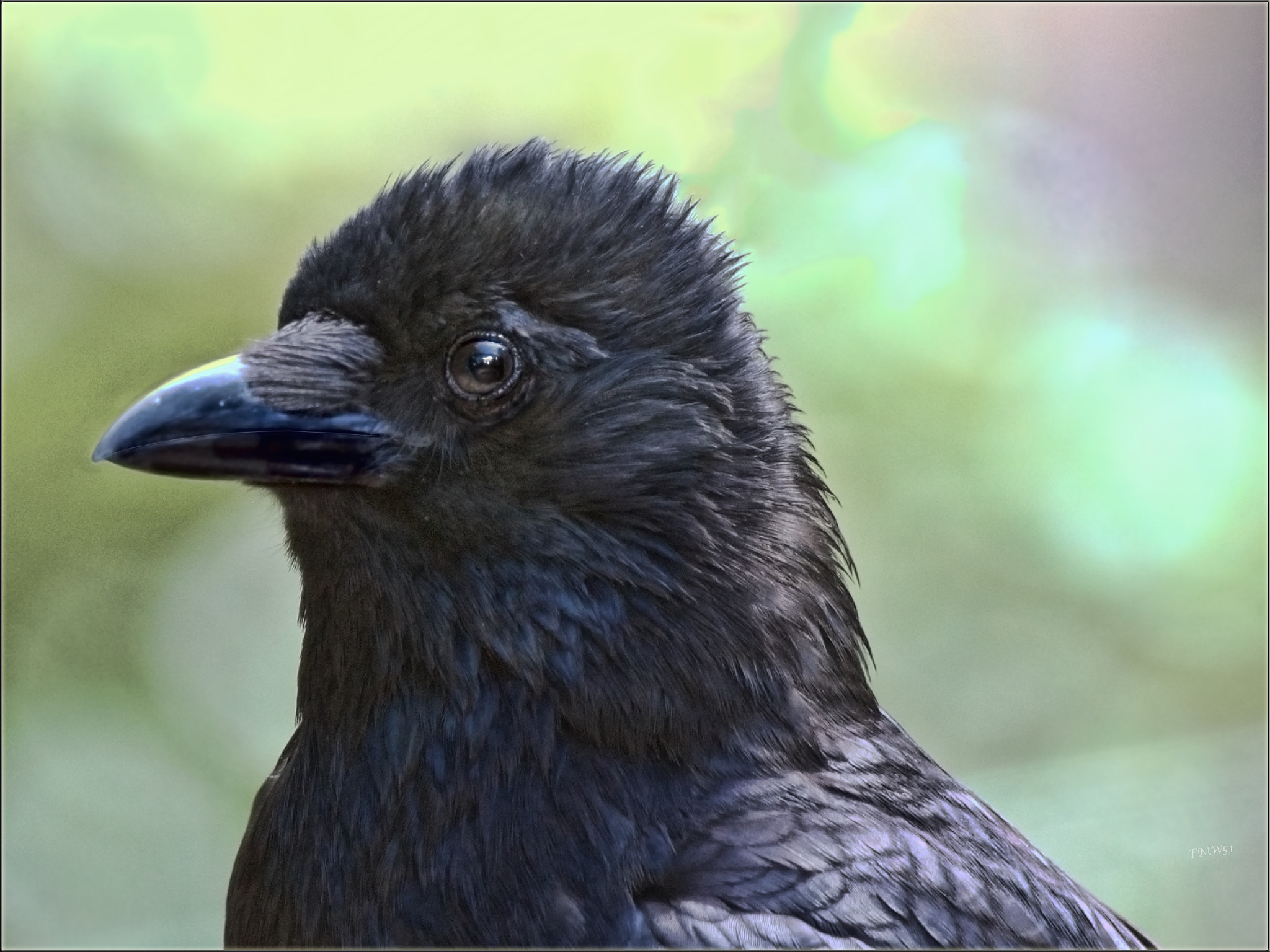Sony 70-400mm F4-5.6 G SSM sample photo. Corvus corone photography
