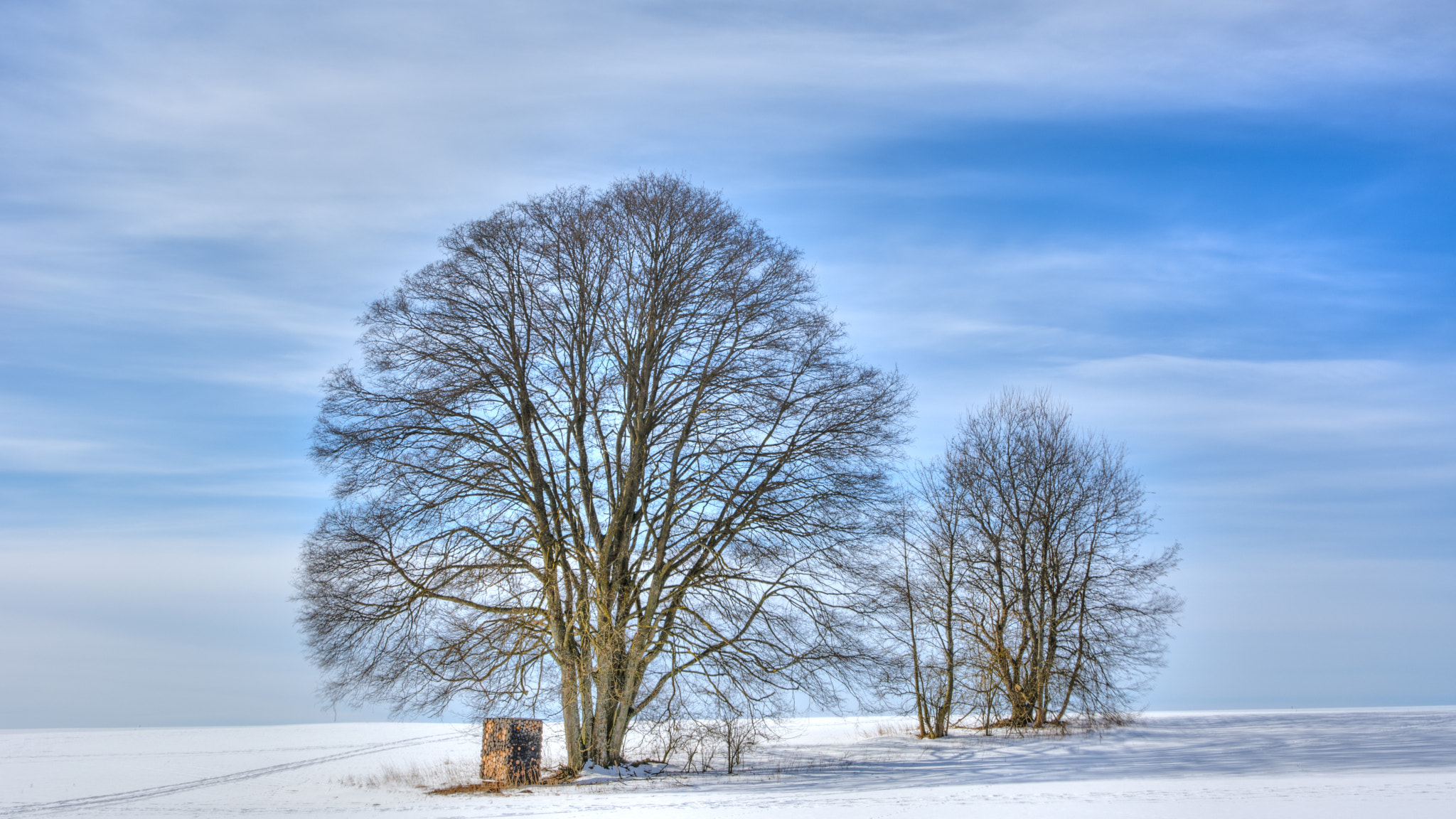 Nikon D7100 + Sigma 17-70mm F2.8-4 DC Macro OS HSM sample photo. Trees photography