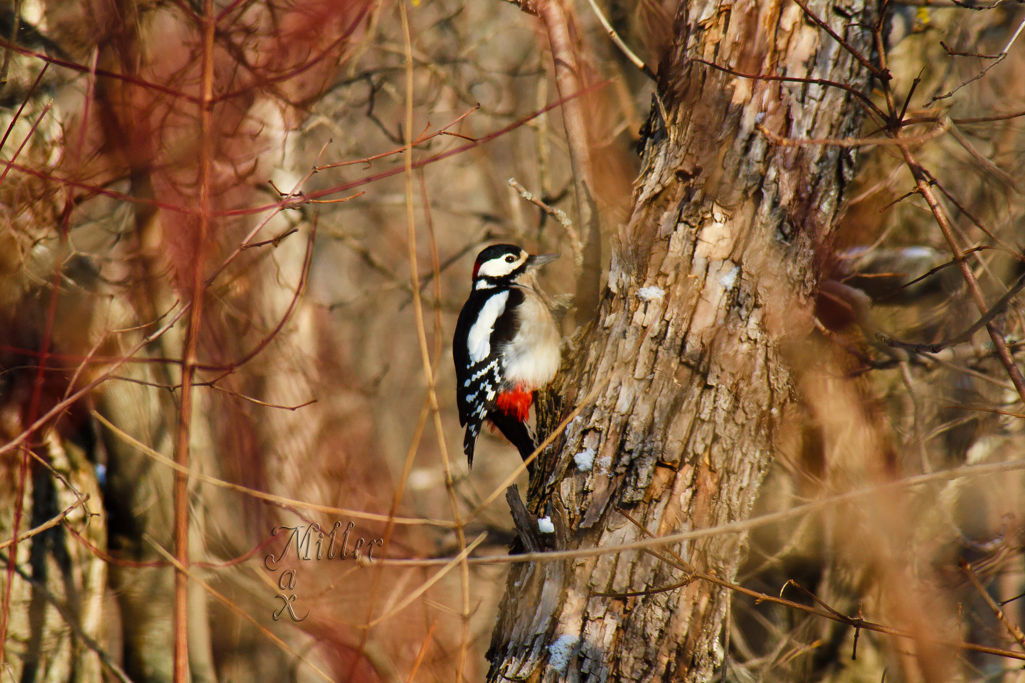 Canon EF 35-80mm f/4-5.6 sample photo. Woodpecker photography