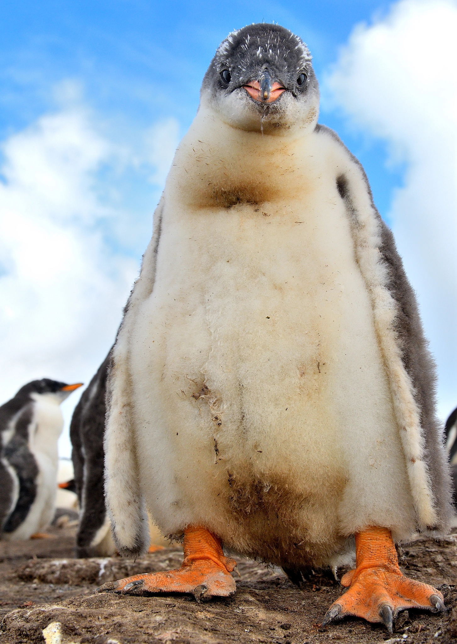 Nikon AF-S Nikkor 24-70mm F2.8G ED sample photo. Gentoo penguin chick photography