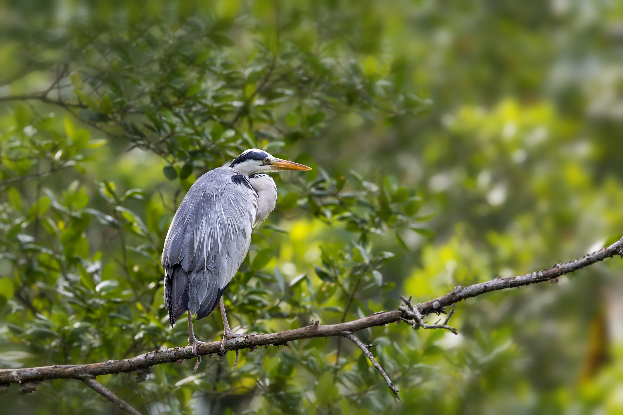 Nikon AF-S Nikkor 600mm F4E FL ED VR sample photo. Grey heron photography