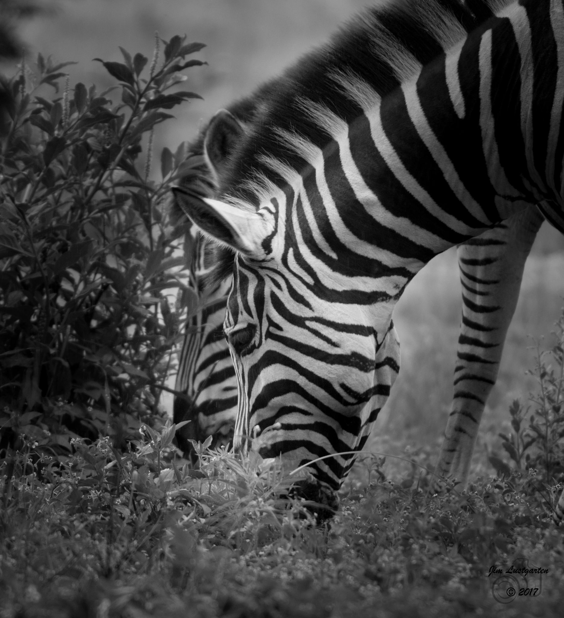 Nikon D5500 sample photo. Dunkeld zebra photography