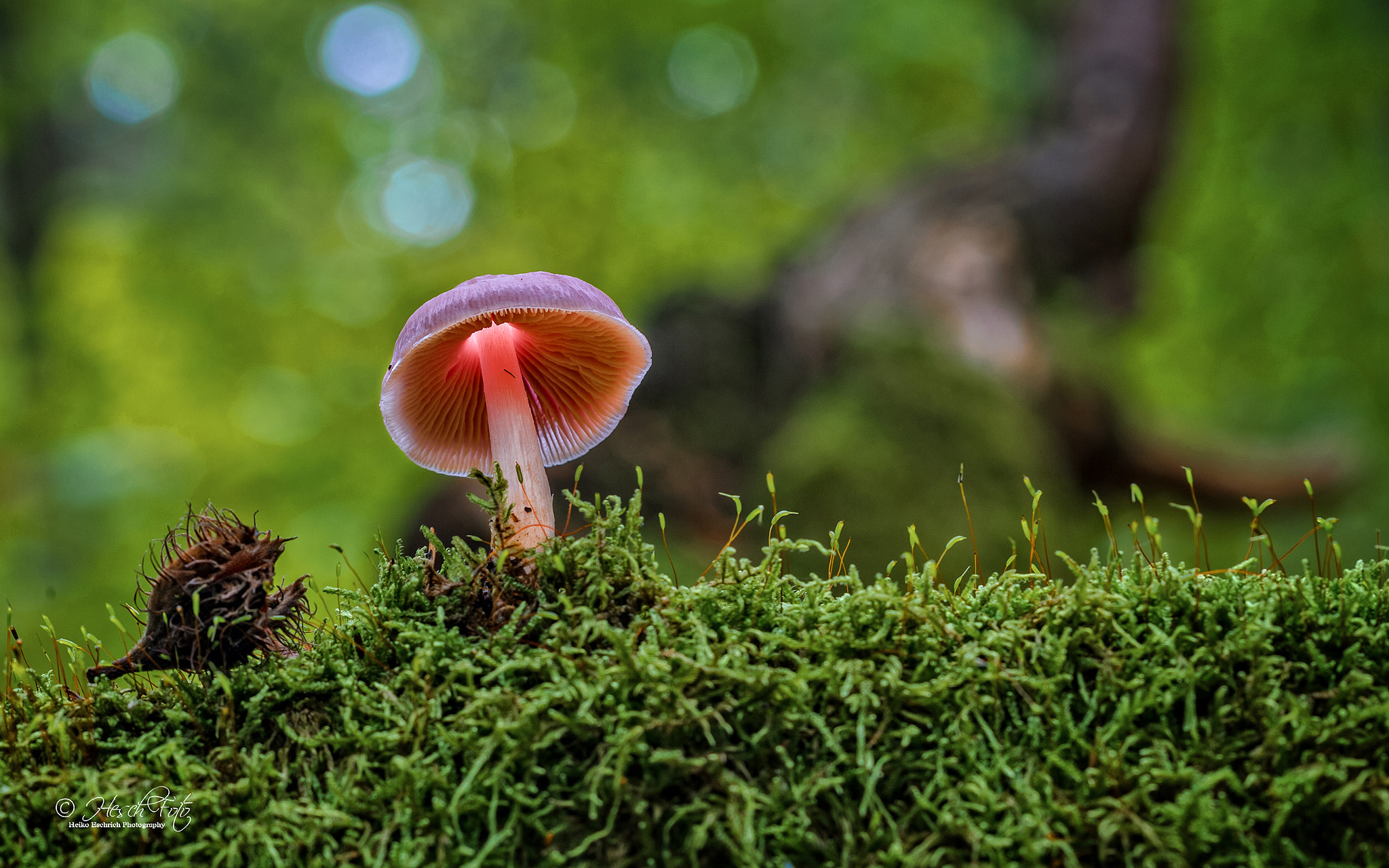 Canon EF 100mm F2.8 Macro USM sample photo. *** photography