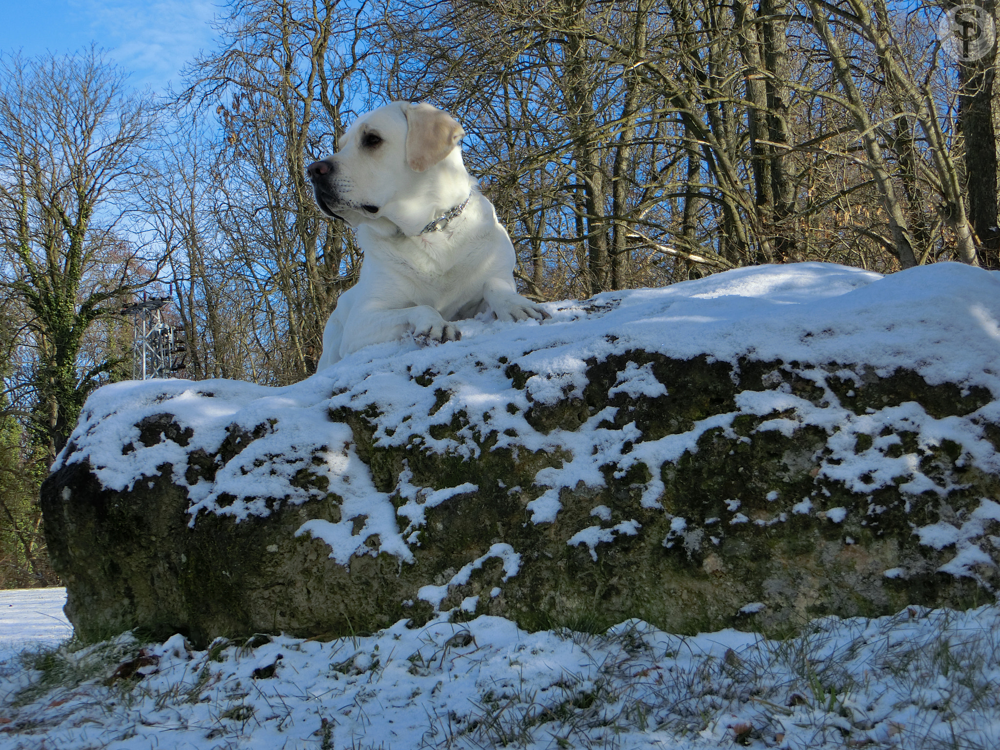 CASIO EX-ZR800 sample photo. Posing on a snow-capped stone photography