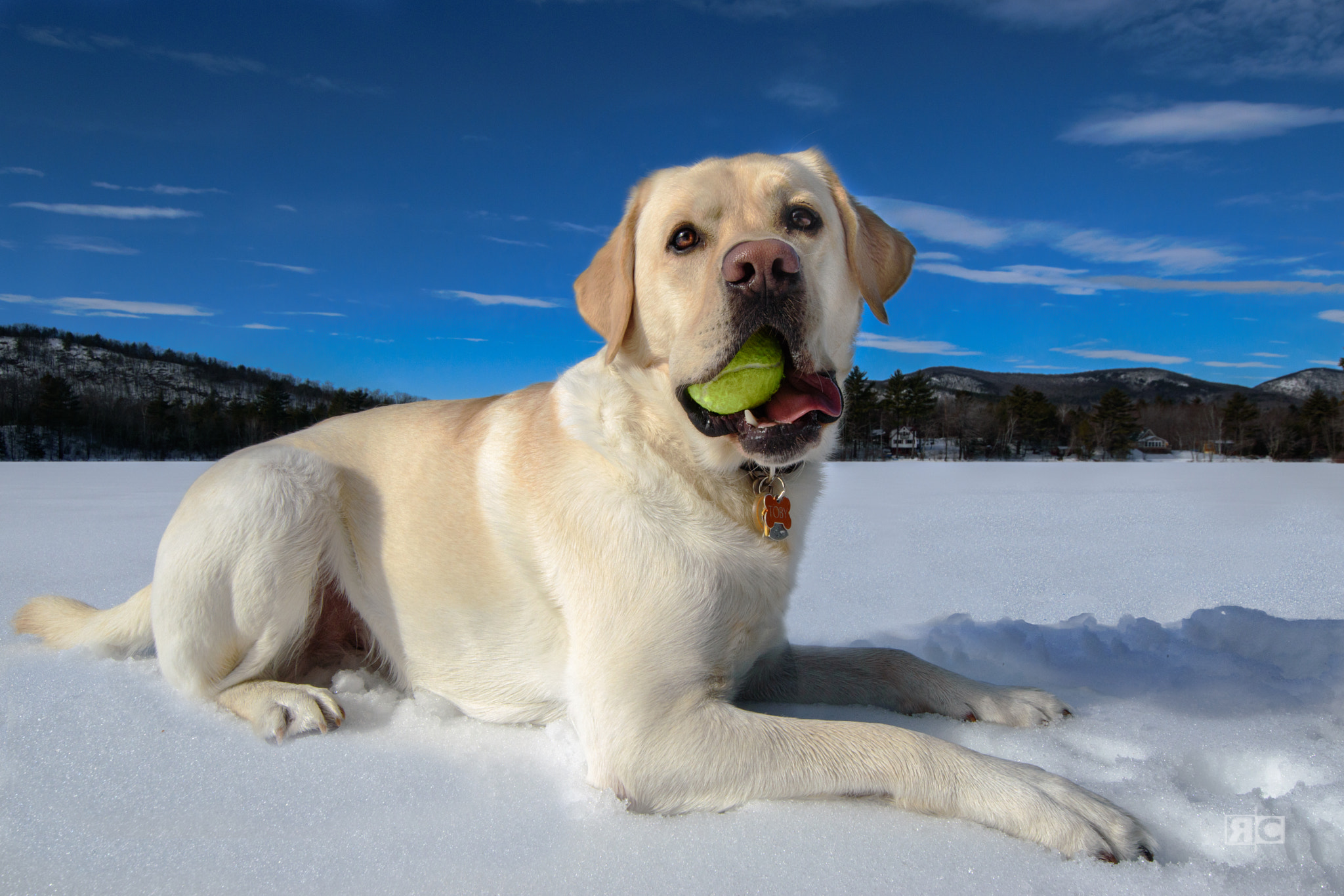 Nikon D5500 sample photo. Toby photography