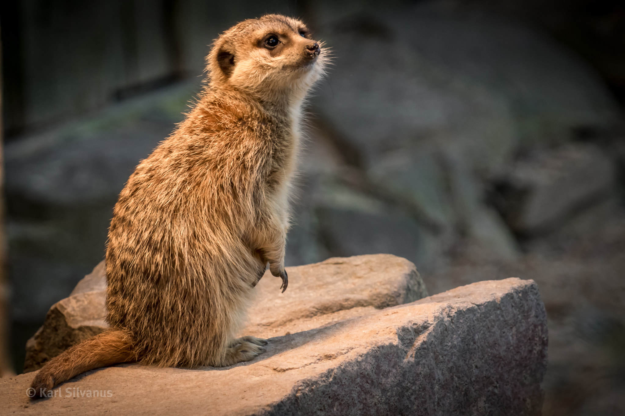 Nikon AF-S Nikkor 70-200mm F2.8G ED VR II sample photo. Meercat photography