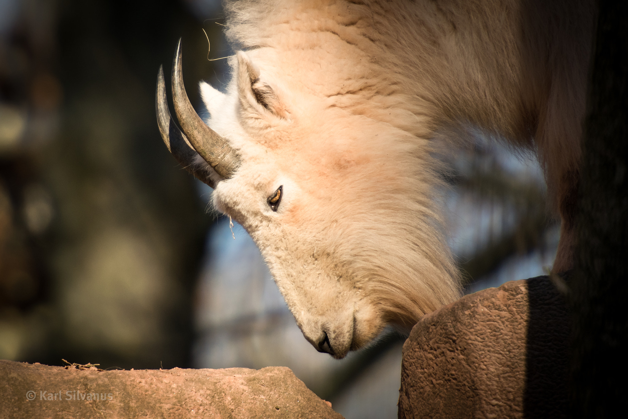 Nikon AF-S Nikkor 70-200mm F2.8G ED VR II sample photo. Mountain goat photography