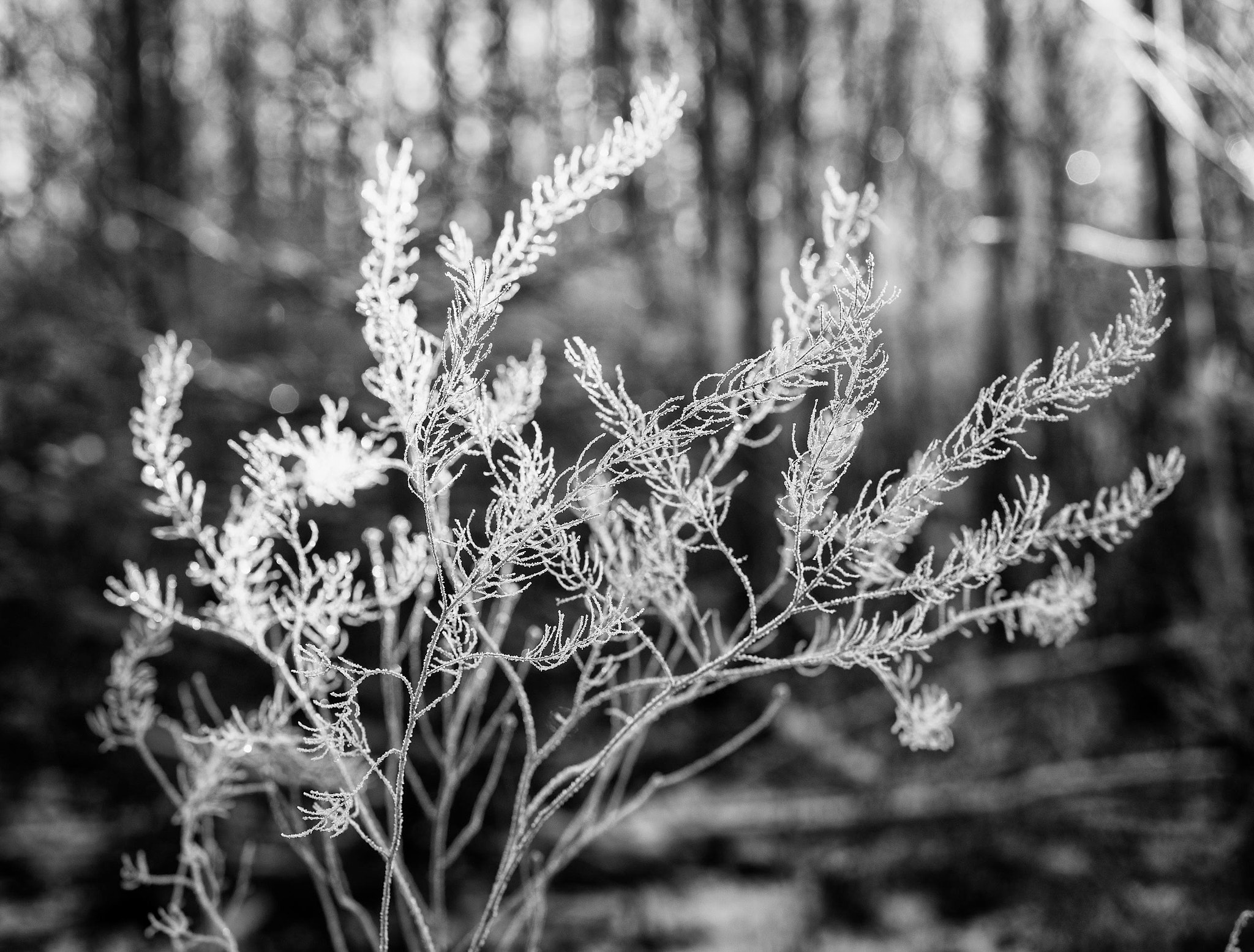 Sony a7R + ZEISS Batis 85mm F1.8 sample photo. Frost photography