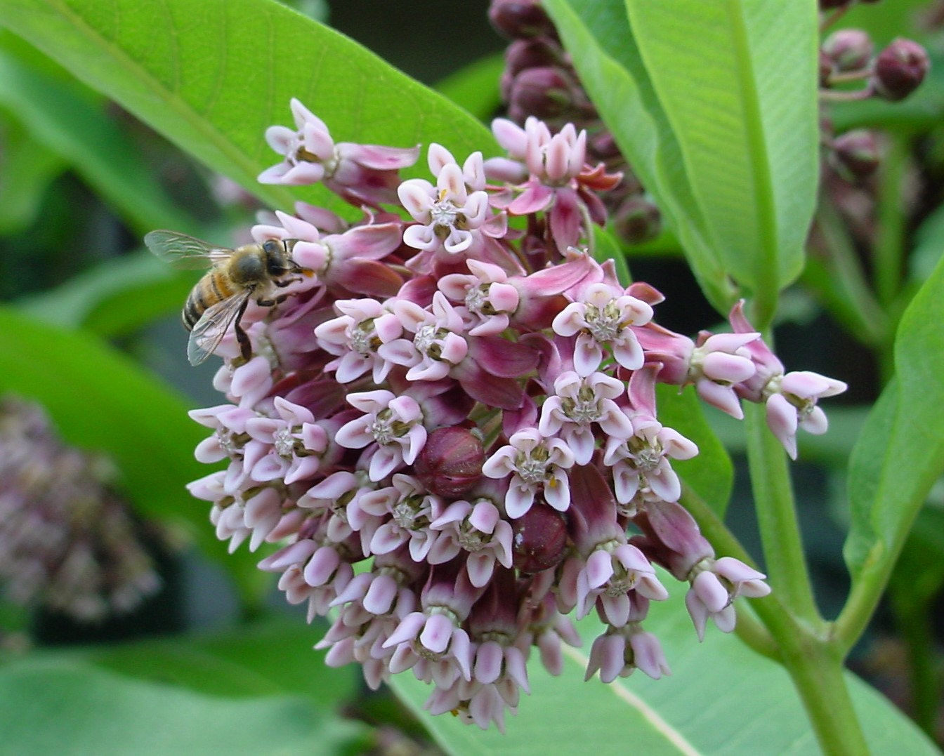 Sony MAVICA sample photo. Pollination photography