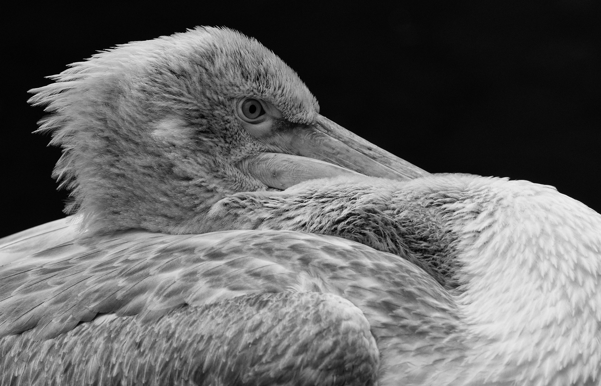 Pentax K-3 II + Pentax D FA 150-450mm F4.5-5.6 ED DC AW sample photo. Pelican in black and white photography