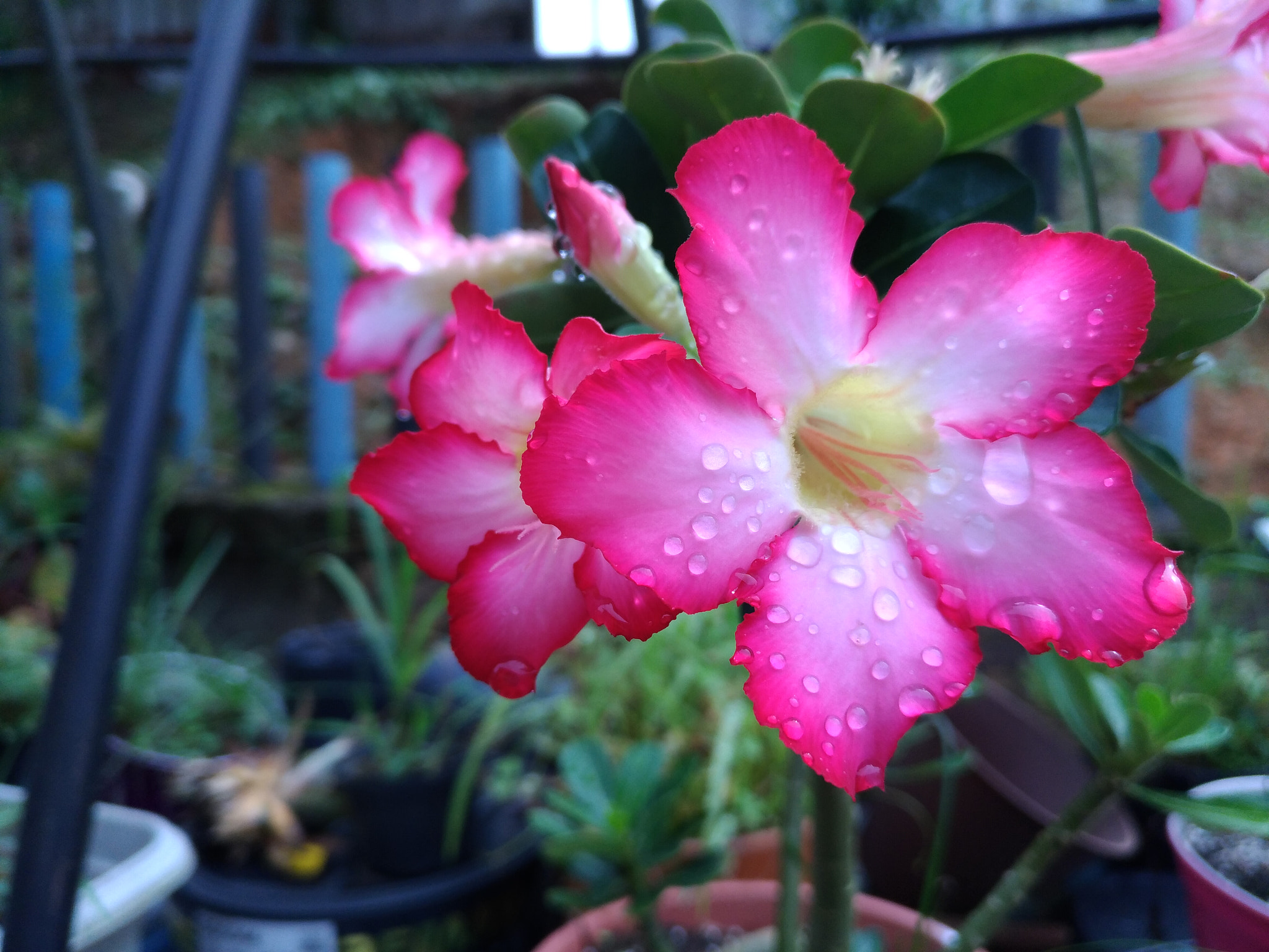 ASUS Z017DC sample photo