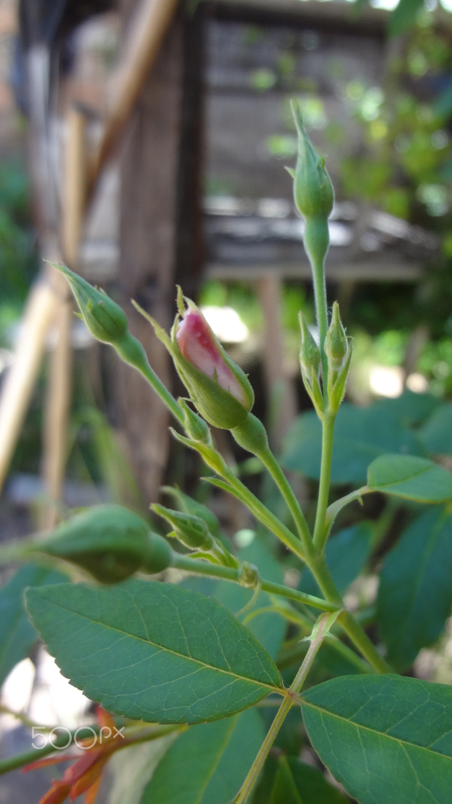 Sony DSC-WX7 sample photo. Before photography