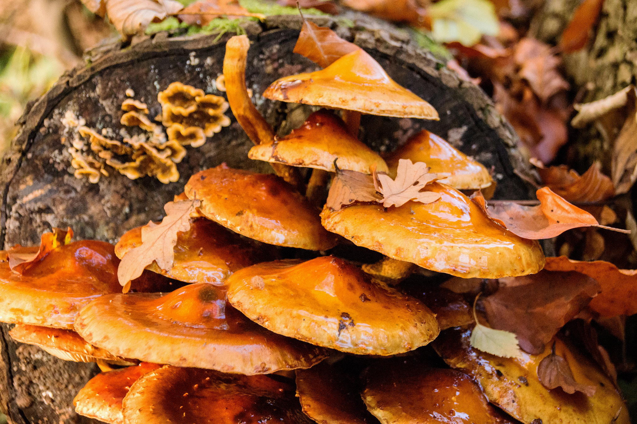 Sigma 18-250mm F3.5-6.3 DC OS HSM sample photo. Mushrooms in autumn photography