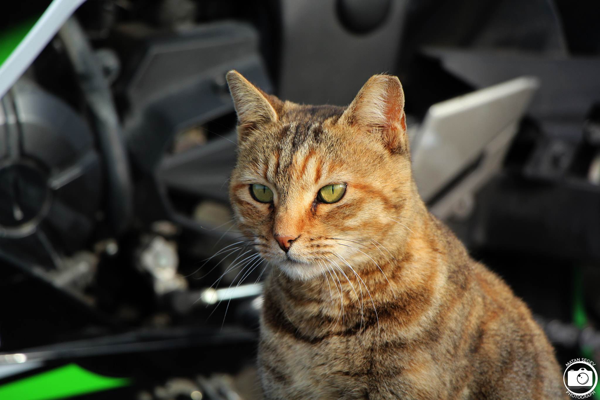 Canon EOS 1200D (EOS Rebel T5 / EOS Kiss X70 / EOS Hi) + Canon EF-S 18-135mm F3.5-5.6 IS STM sample photo. Eye of the cat photography