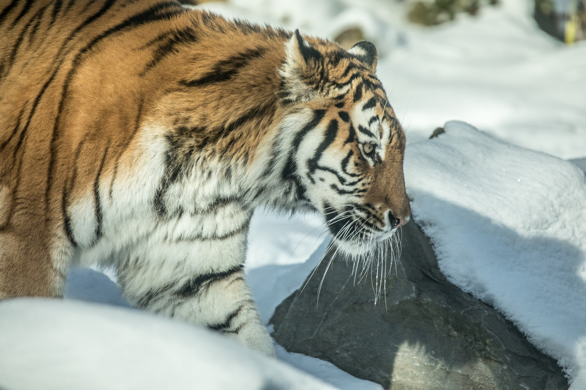 Canon EOS 5D Mark IV + Canon EF 70-200mm F2.8L IS II USM sample photo. Day in the snow photography