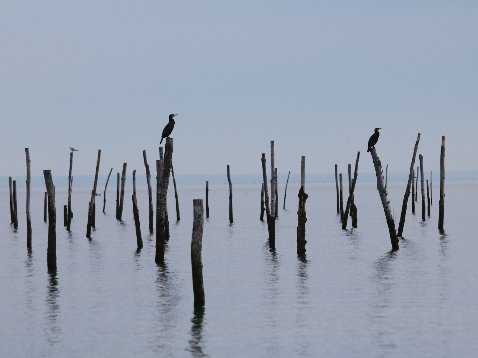 Canon EF 70-300mm F4-5.6 IS USM sample photo. Cormorants photography