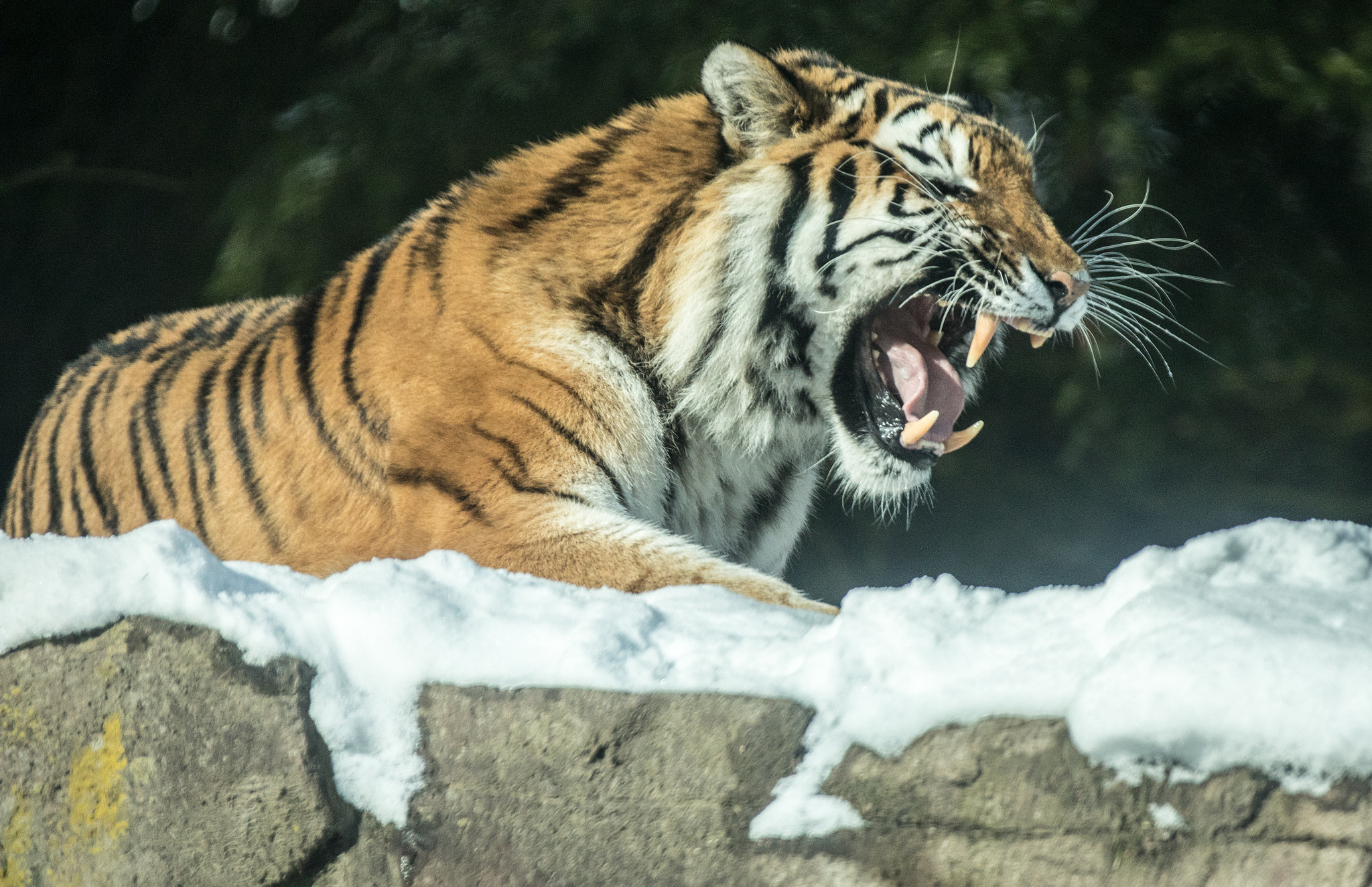 Canon EF 70-200mm F2.8L IS II USM sample photo. Day in the snow ii photography