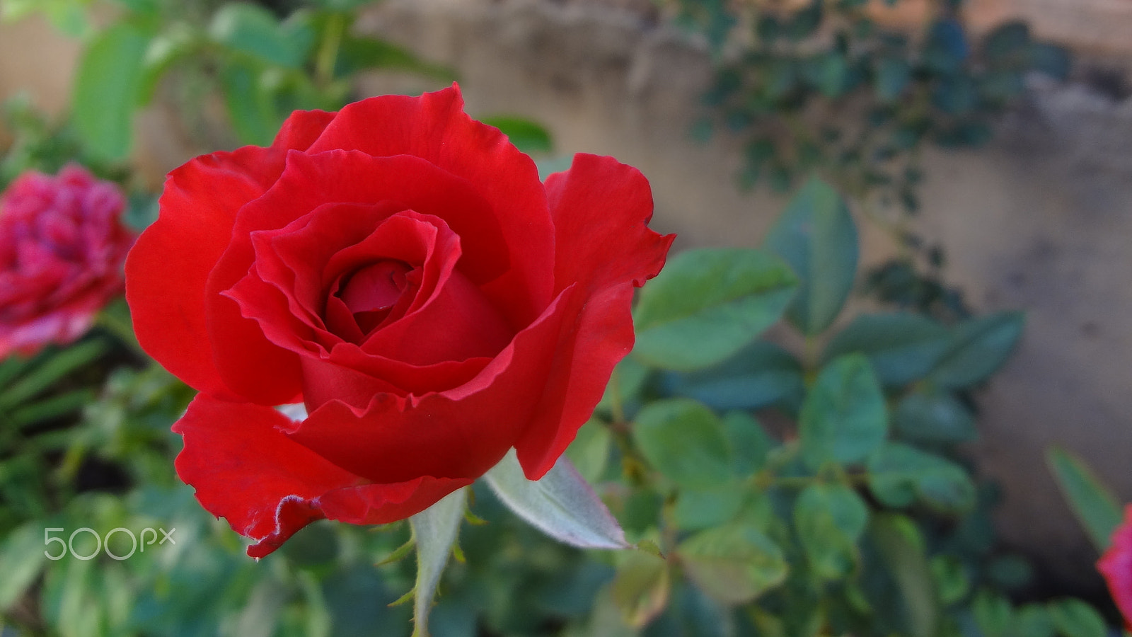 Sony DSC-WX7 sample photo. My mother's rose photography