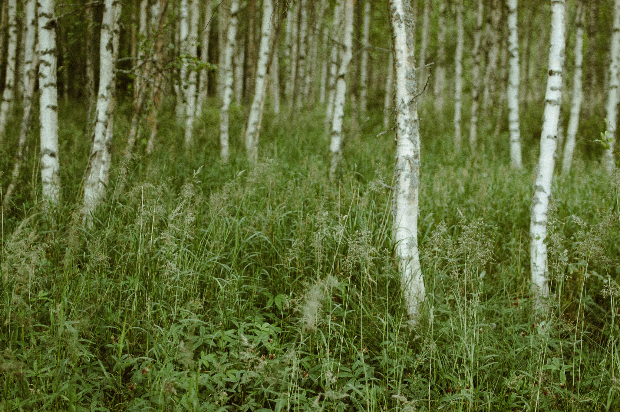 Nikon D50 + Samyang 35mm F1.4 AS UMC sample photo. Birch forest photography