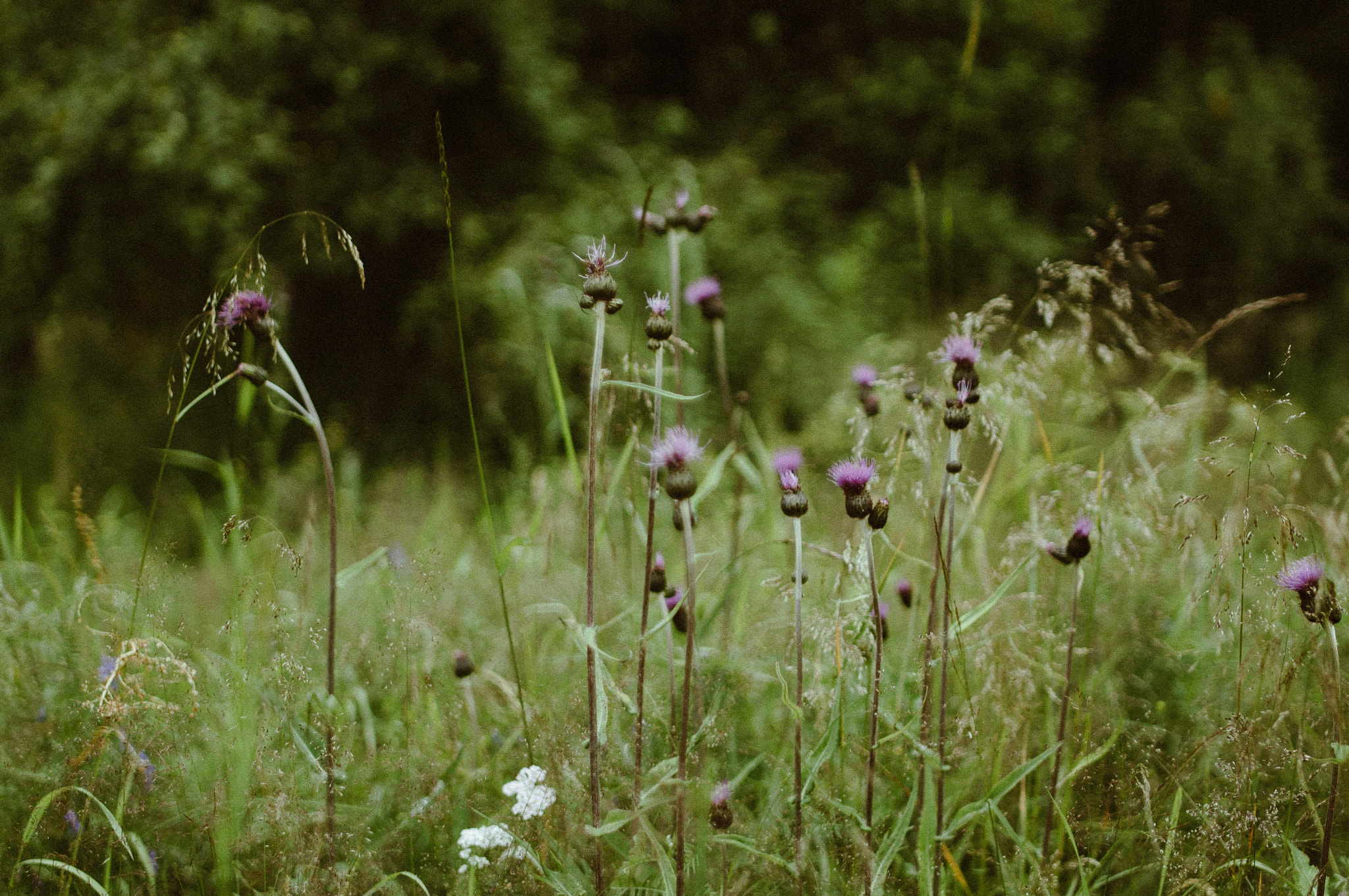 Nikon D50 + Samyang 35mm F1.4 AS UMC sample photo. Thistles photography