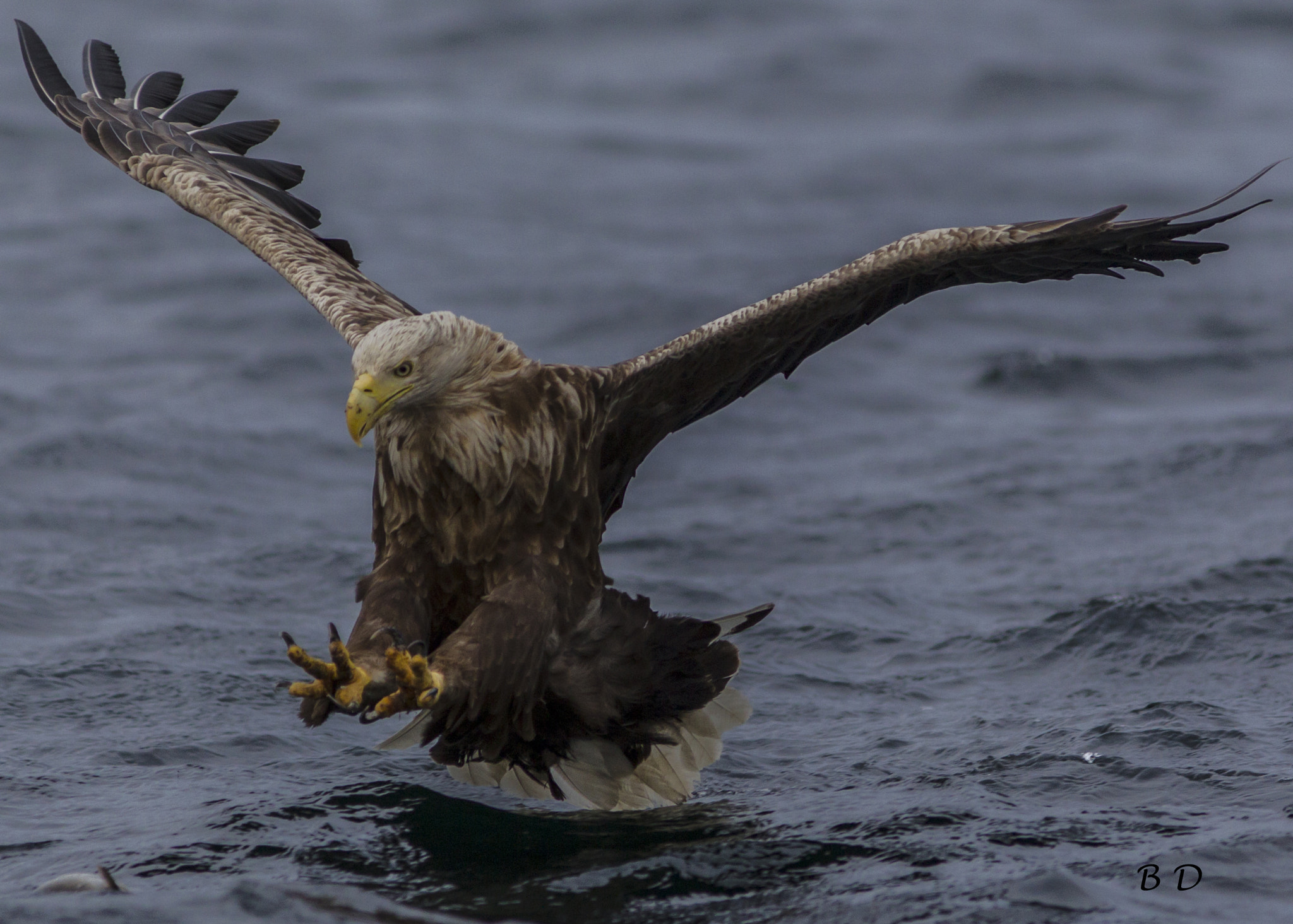 Canon EF 300mm F4L IS USM sample photo. Just before the white tail eagle catch the fish photography