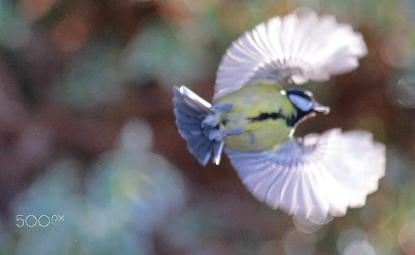 Canon EF 70-200mm F2.8L USM sample photo. Spread your wings photography