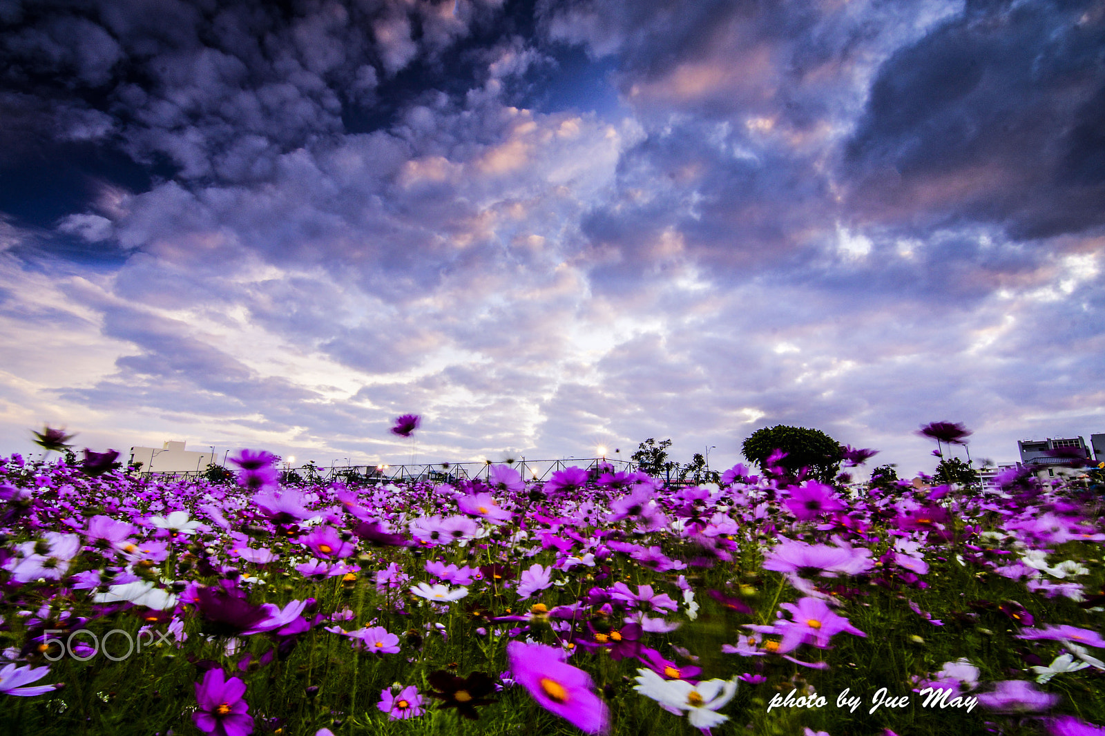 20mm F2.8 sample photo. 台灣大道波斯菊花海 photography