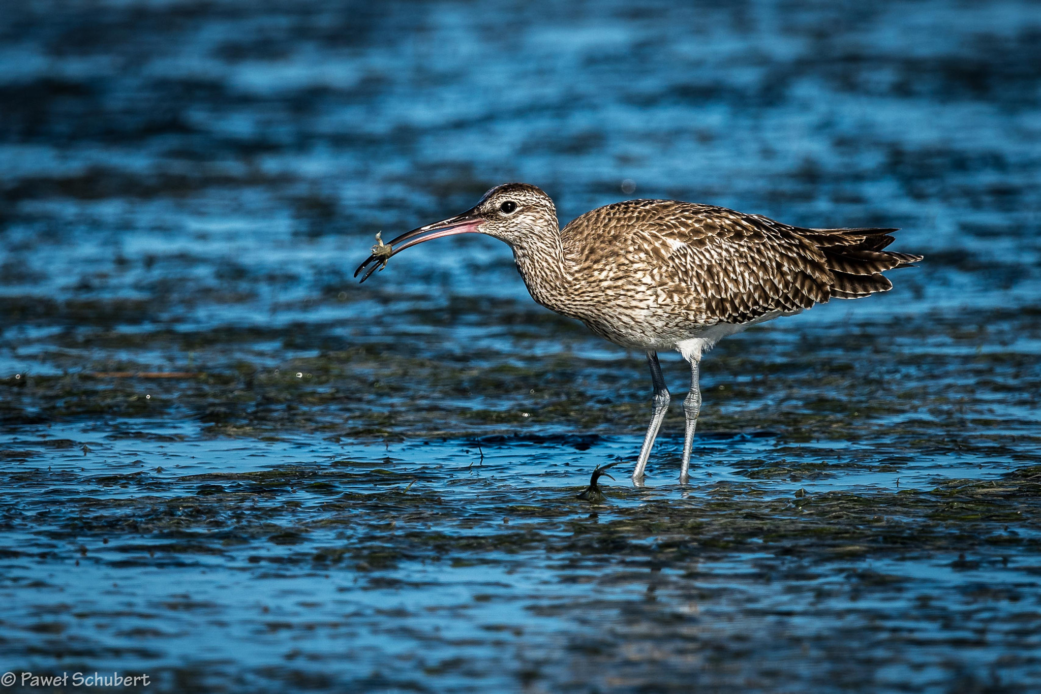 Nikon D810 + Nikon AF-S Nikkor 600mm F4G ED VR sample photo. Crab for breakfast photography