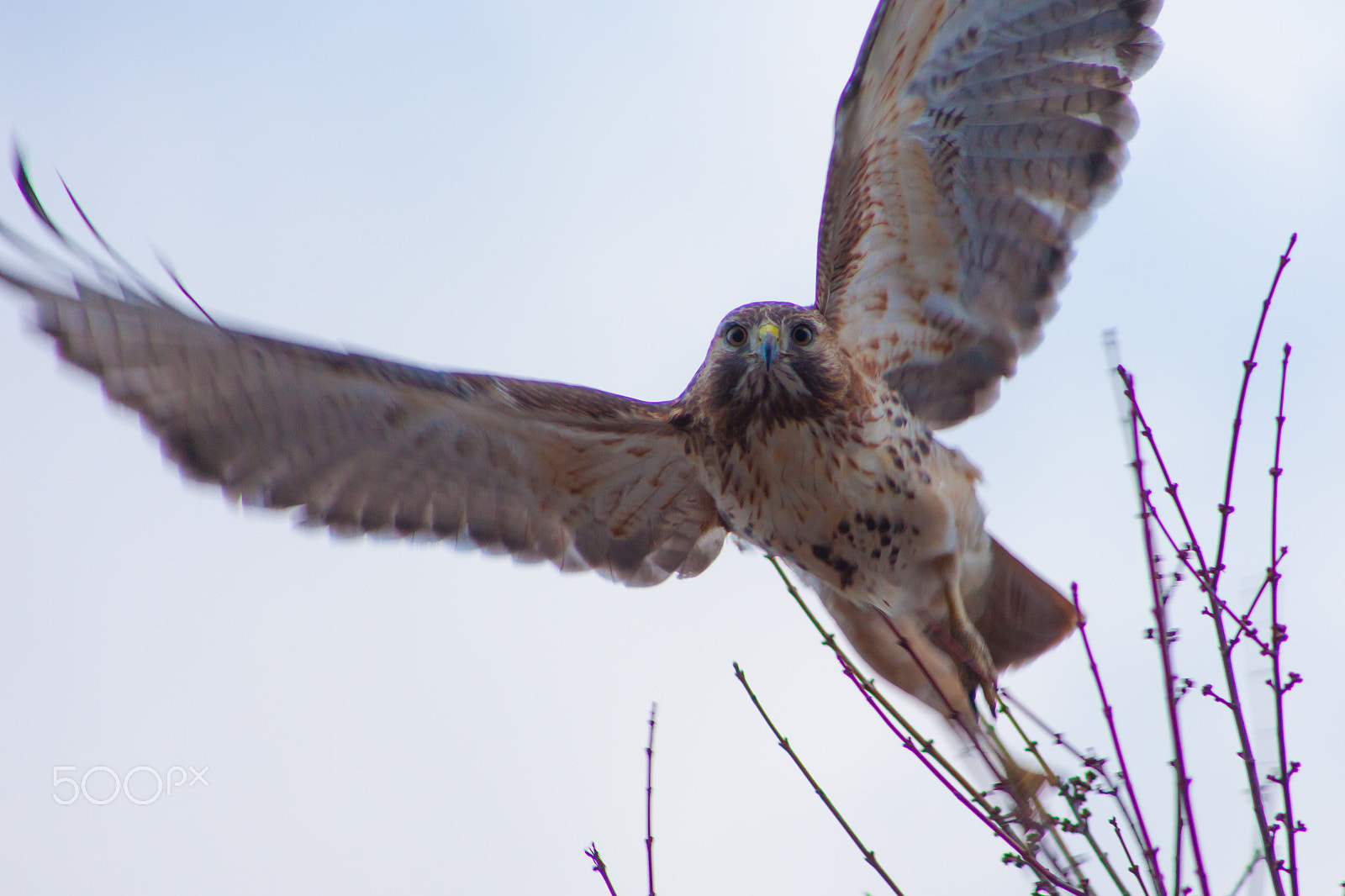 EF75-300mm f/4-5.6 sample photo. Red tailed hawk photography