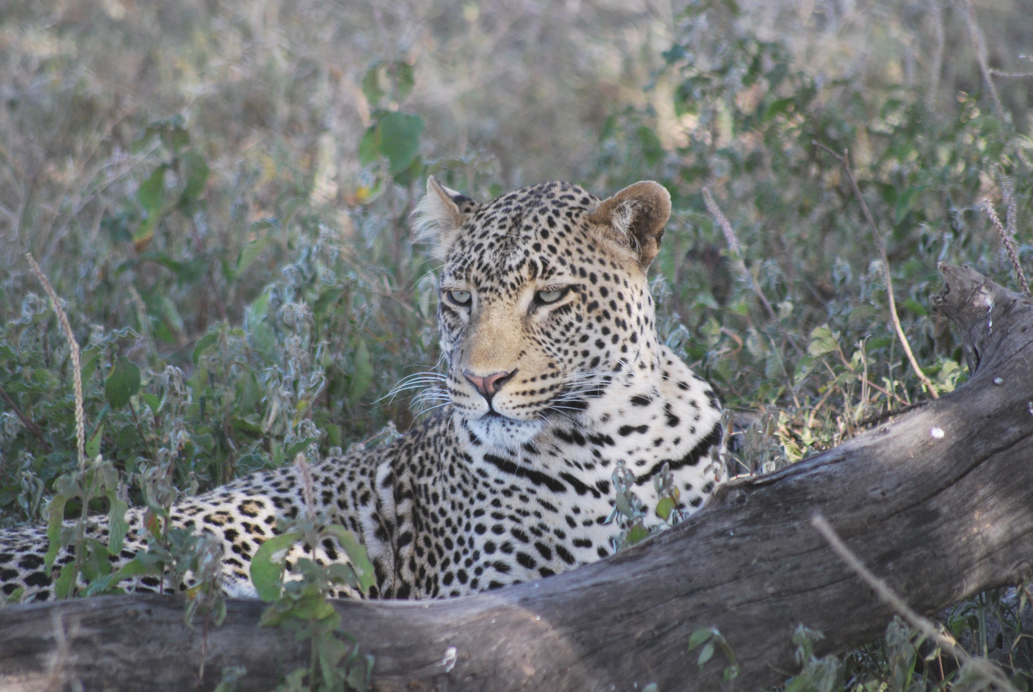 Sigma 70-300mm F4-5.6 APO DG Macro sample photo. Tanzaniamaart () photography