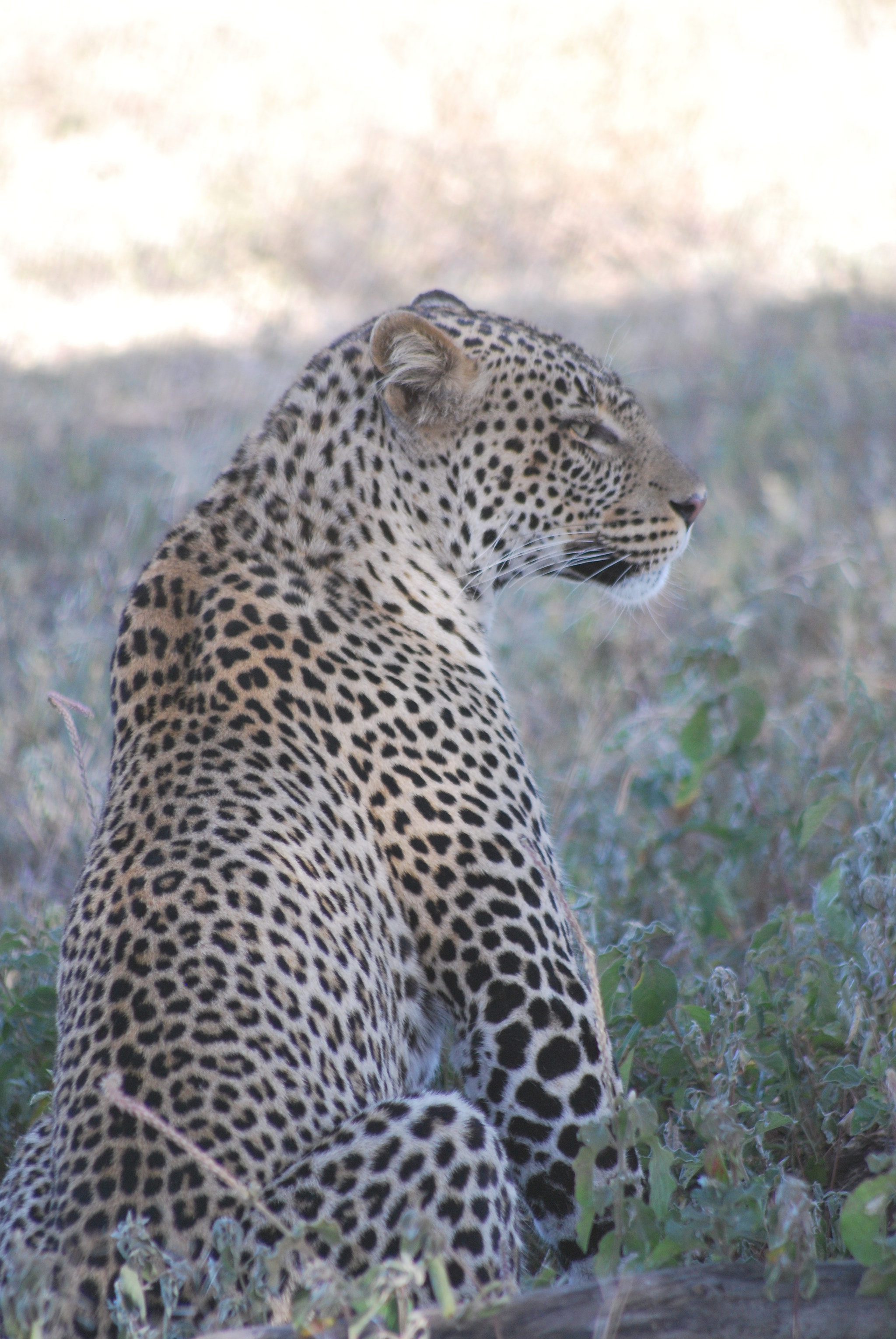 Sigma 70-300mm F4-5.6 APO DG Macro sample photo. Tanzaniamaart () photography