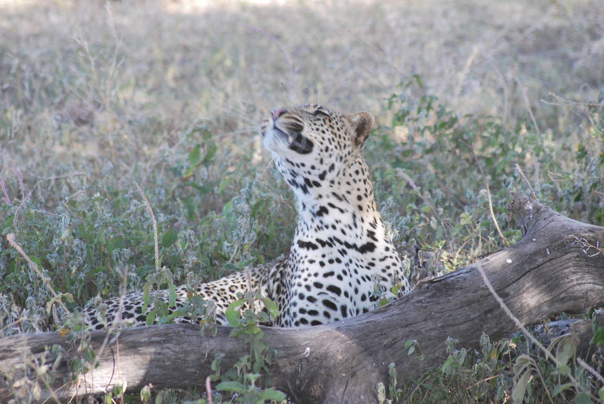 Sigma 70-300mm F4-5.6 APO DG Macro sample photo. Tanzaniamaart () photography