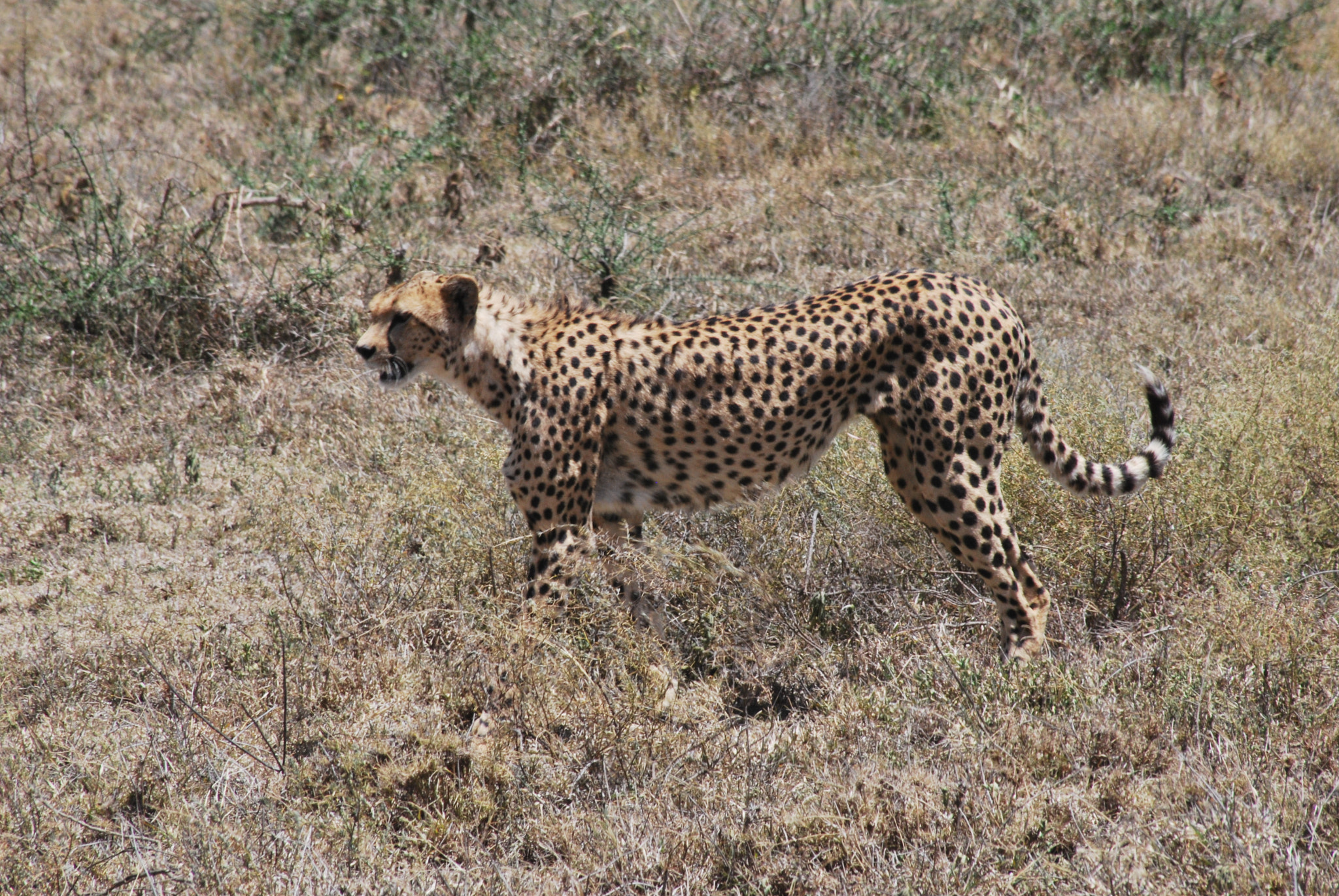 Sigma 70-300mm F4-5.6 APO DG Macro sample photo. Tanzaniamaart () photography