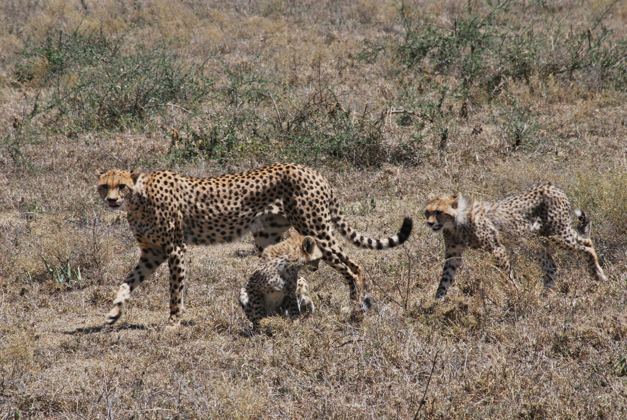 Sigma 70-300mm F4-5.6 APO DG Macro sample photo. Tanzaniamaart () photography