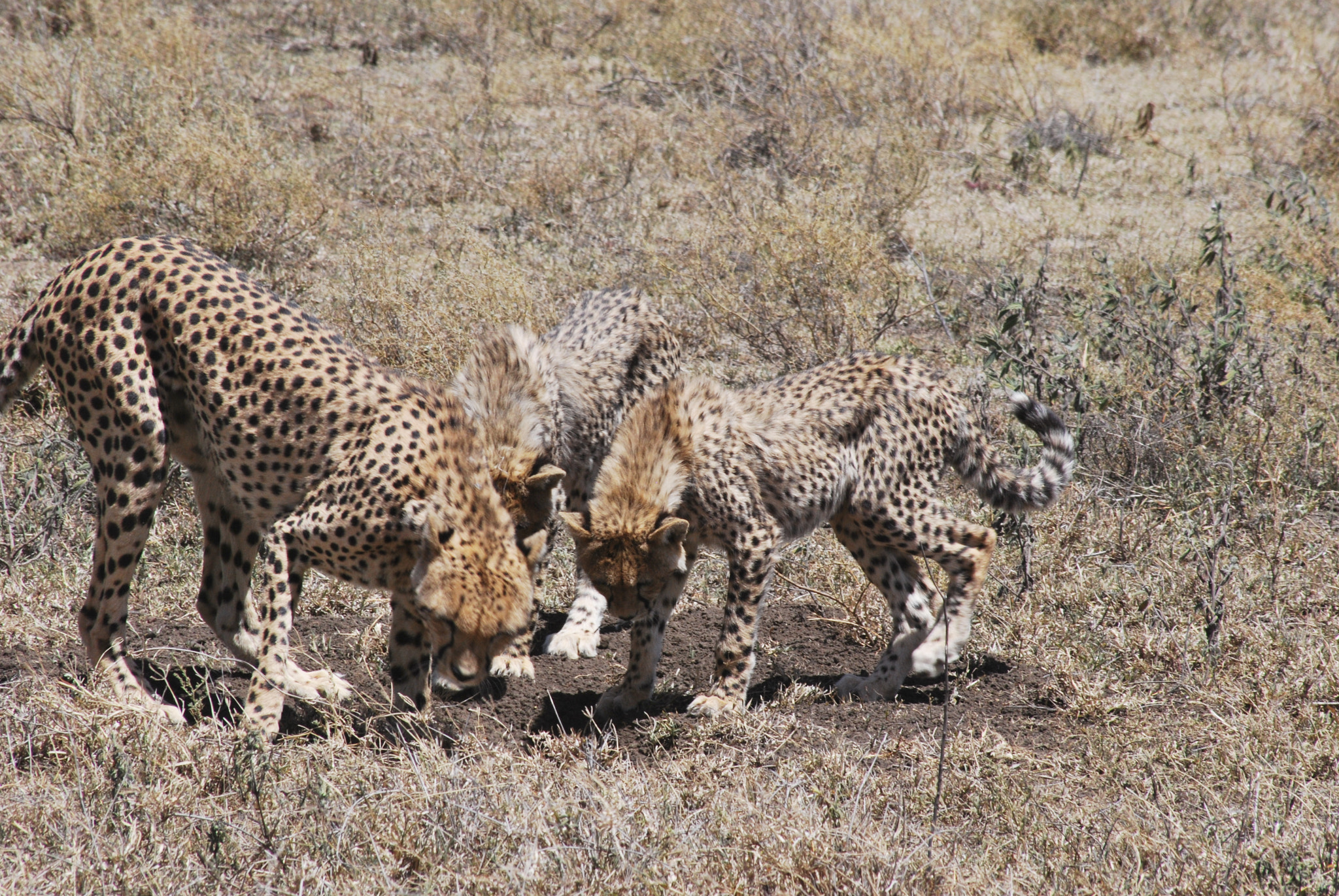 Sigma 70-300mm F4-5.6 APO DG Macro sample photo. Tanzaniamaart () photography