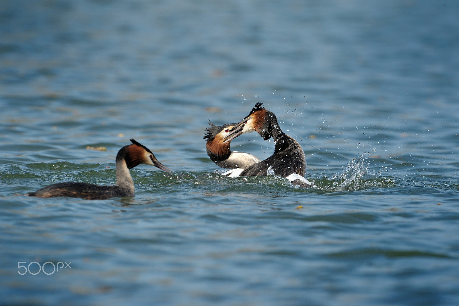 Nikon D3S + Nikon AF-S Nikkor 500mm F4G ED VR sample photo. Two male great crested grebe fight over a female photography