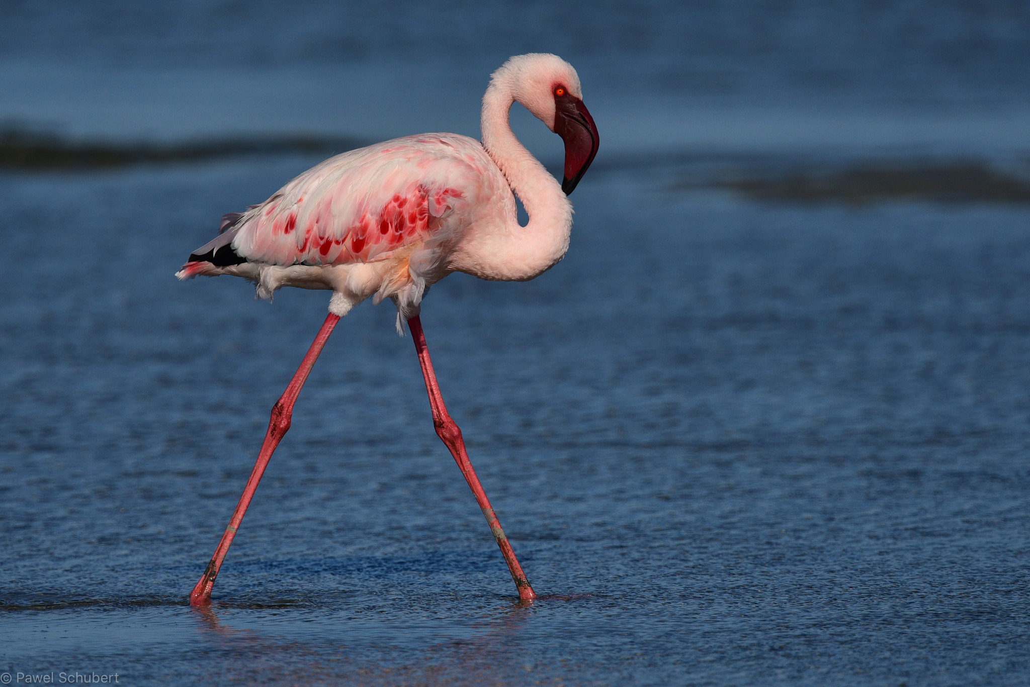 Nikon D810 + Nikon AF-S Nikkor 600mm F4G ED VR sample photo. Lesser flamingo walking photography